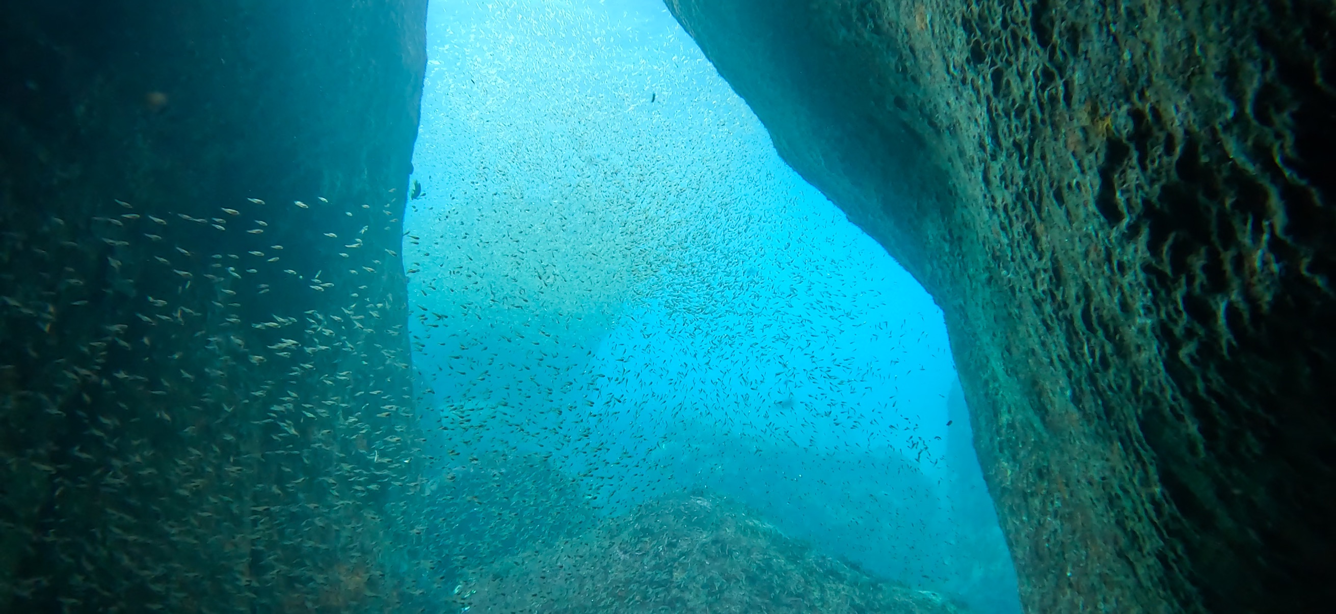 黄金崎ドーム 黄金崎 ( Koganezaki ) でダイビング 20251108