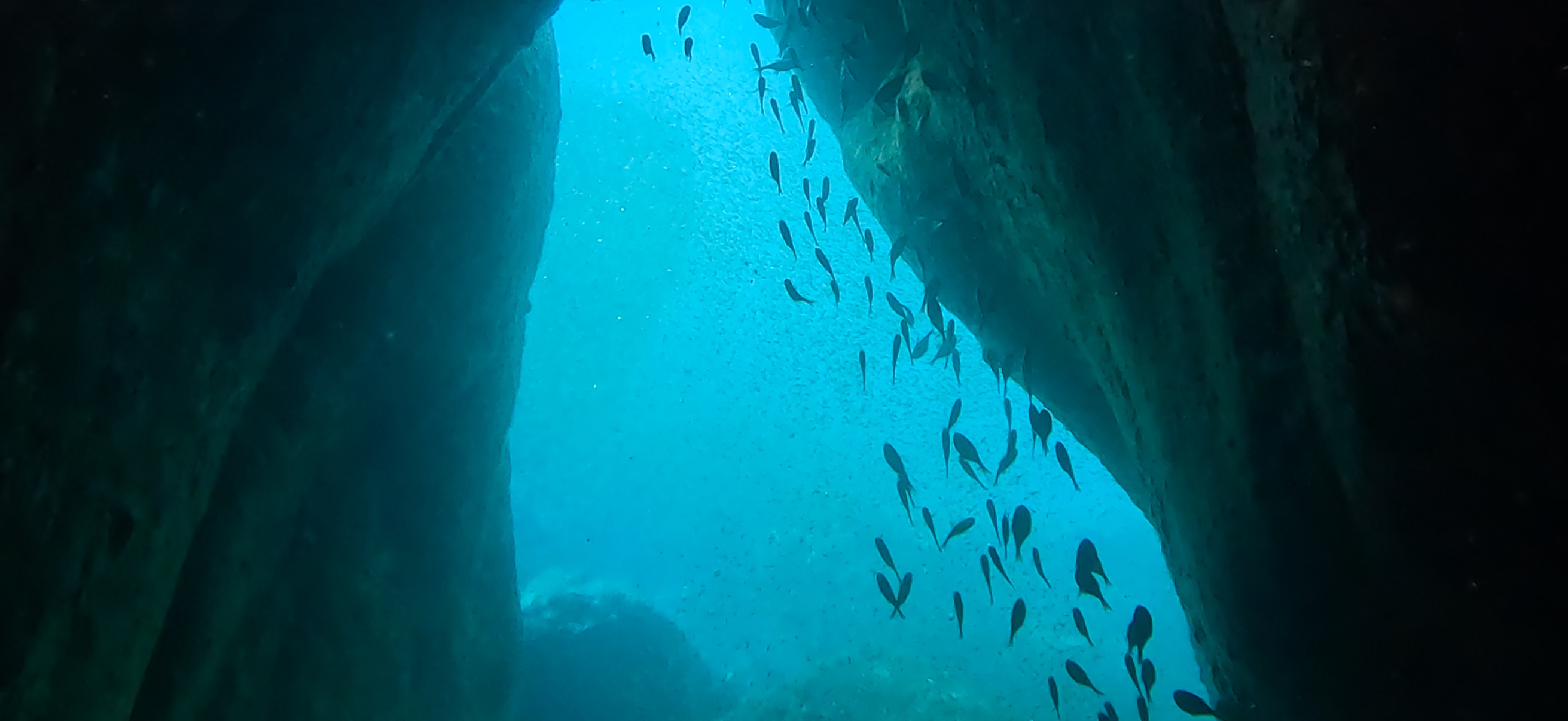 黄金崎ドーム 黄金崎 ( Koganezaki ) でダイビング 20251108