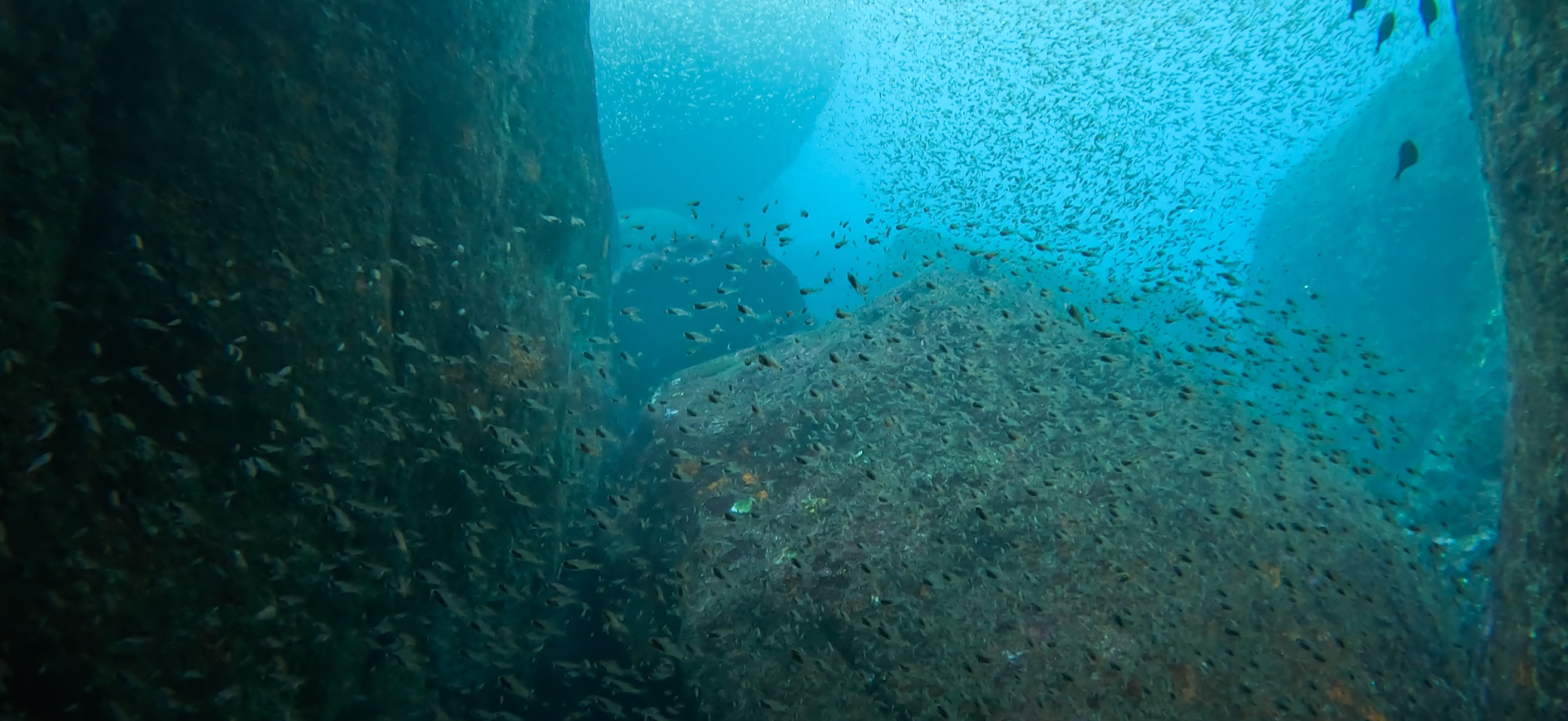 黄金崎ドーム 黄金崎 ( Koganezaki ) でダイビング 20251108