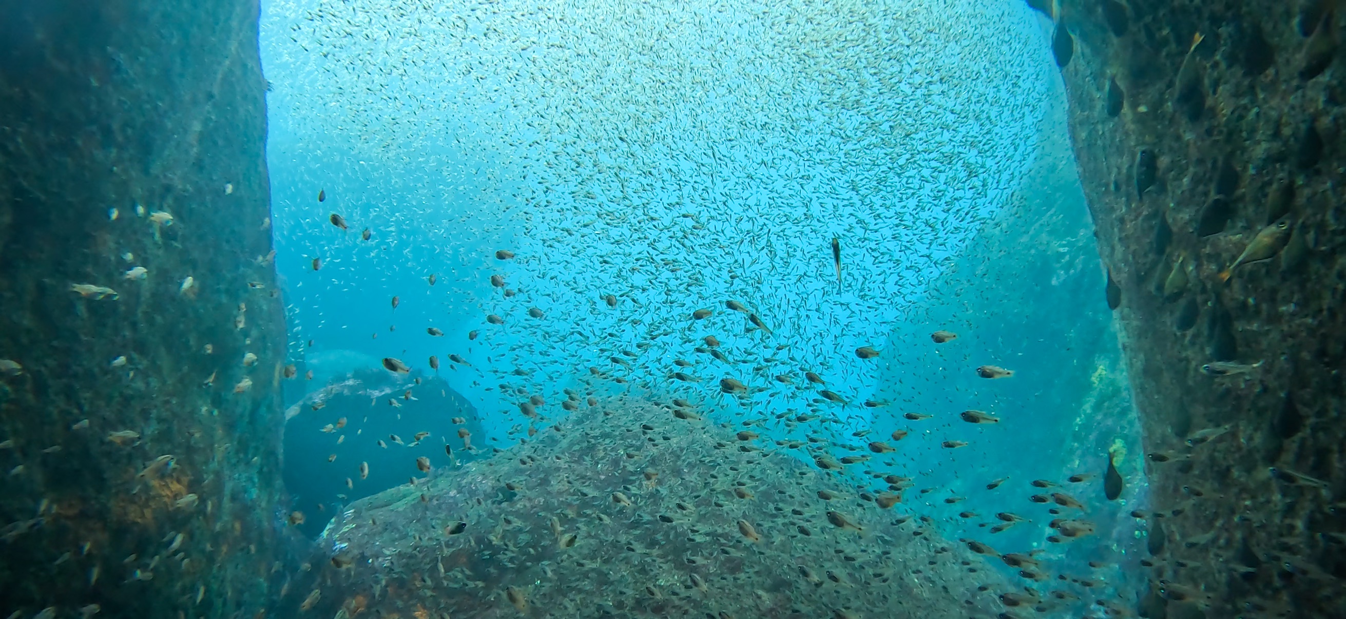 黄金崎ドーム 黄金崎 ( Koganezaki ) でダイビング 20251108