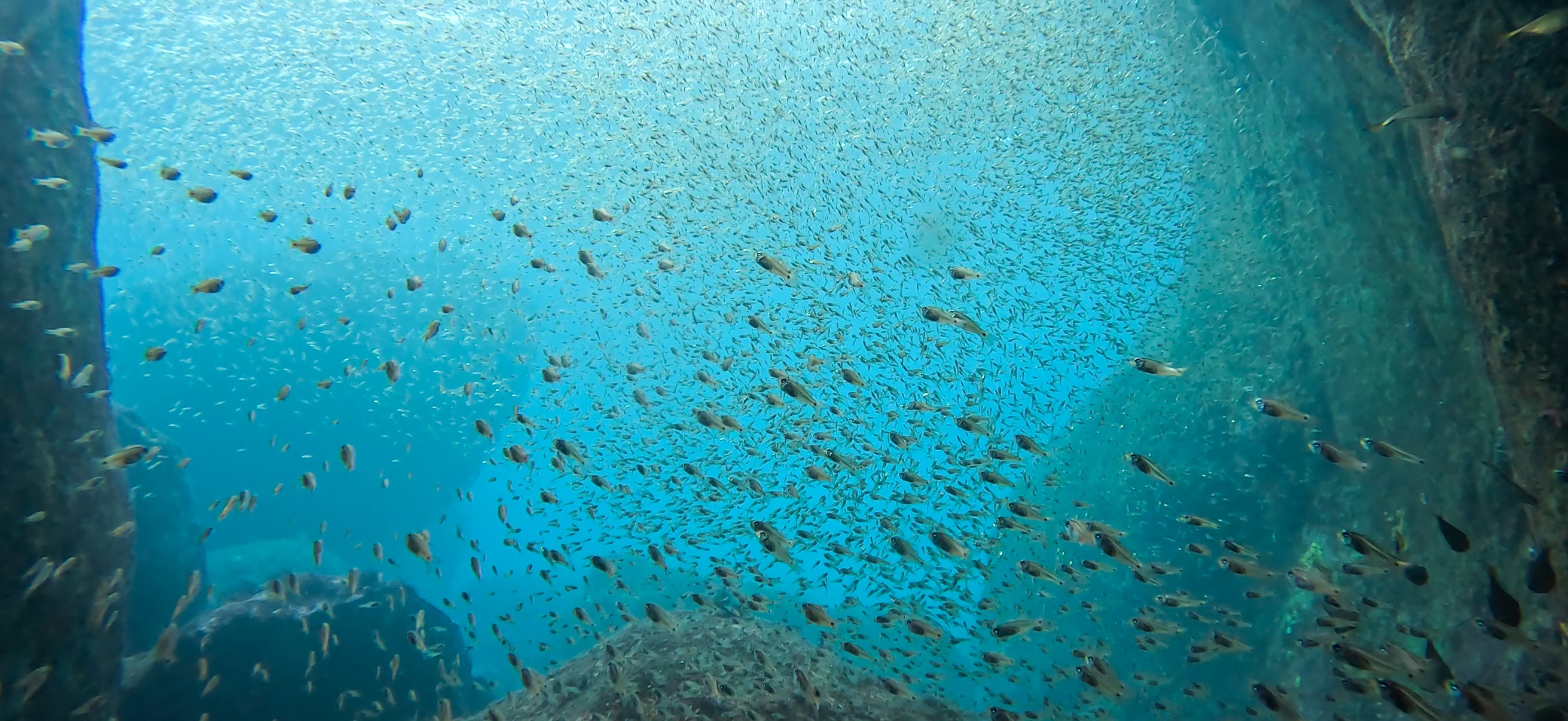 黄金崎ドーム 黄金崎 ( Koganezaki ) でダイビング 20251108