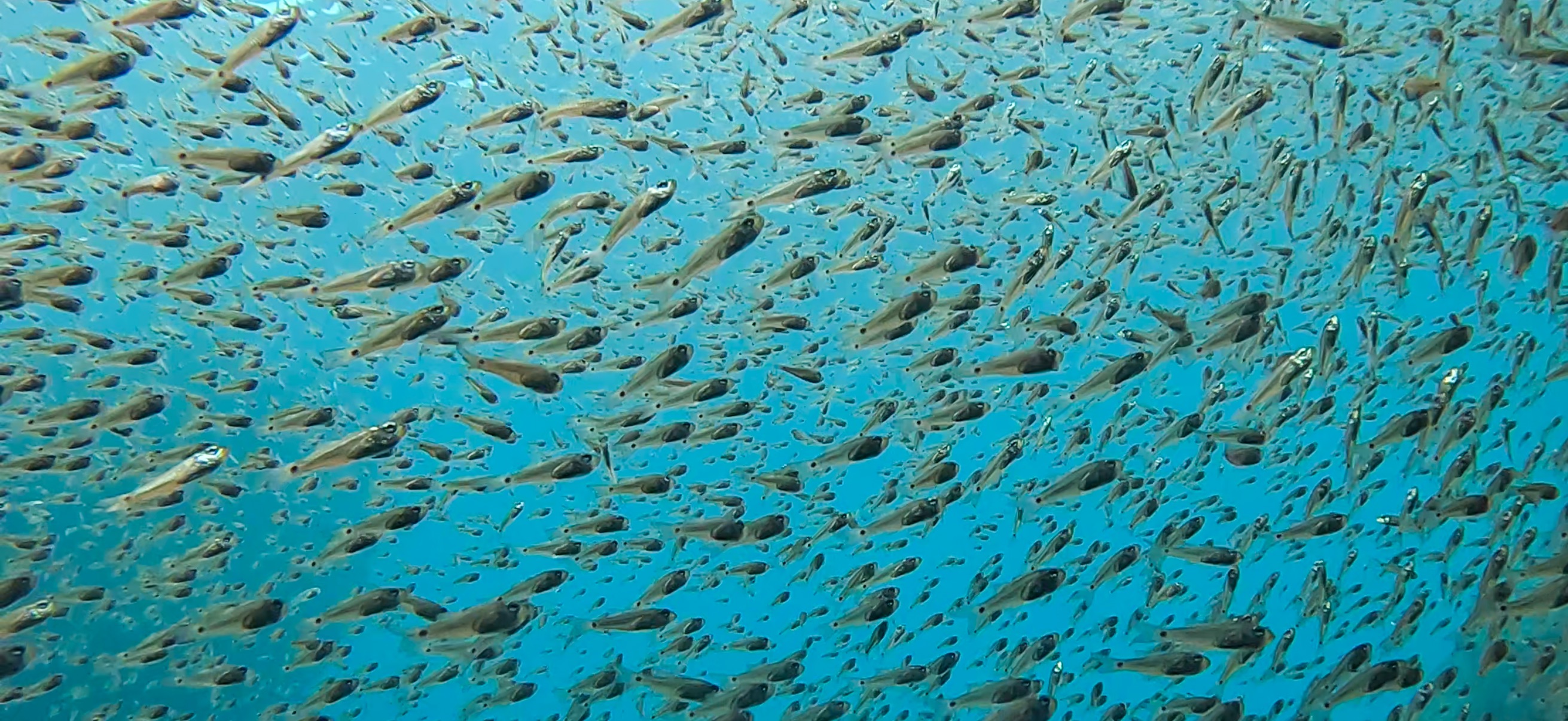 黄金崎ドーム 黄金崎 ( Koganezaki ) でダイビング 20251108