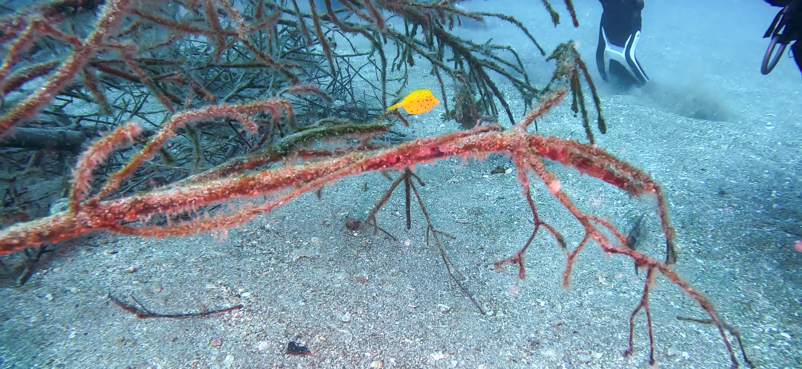 ミナミハコフグの幼魚 黄金崎 ( Koganezaki ) でダイビング 20251108