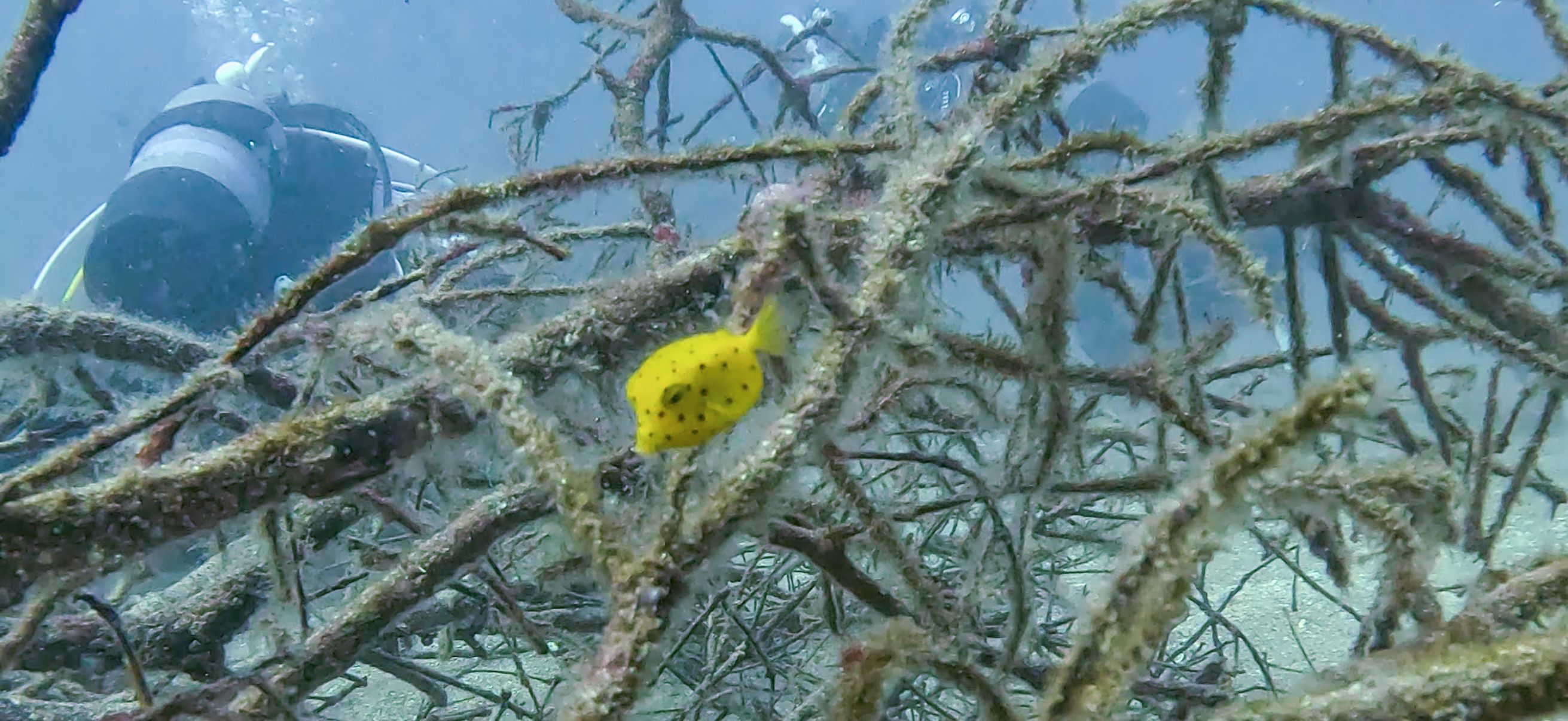 ミナミハコフグの幼魚 黄金崎 ( Koganezaki ) でダイビング 20251108