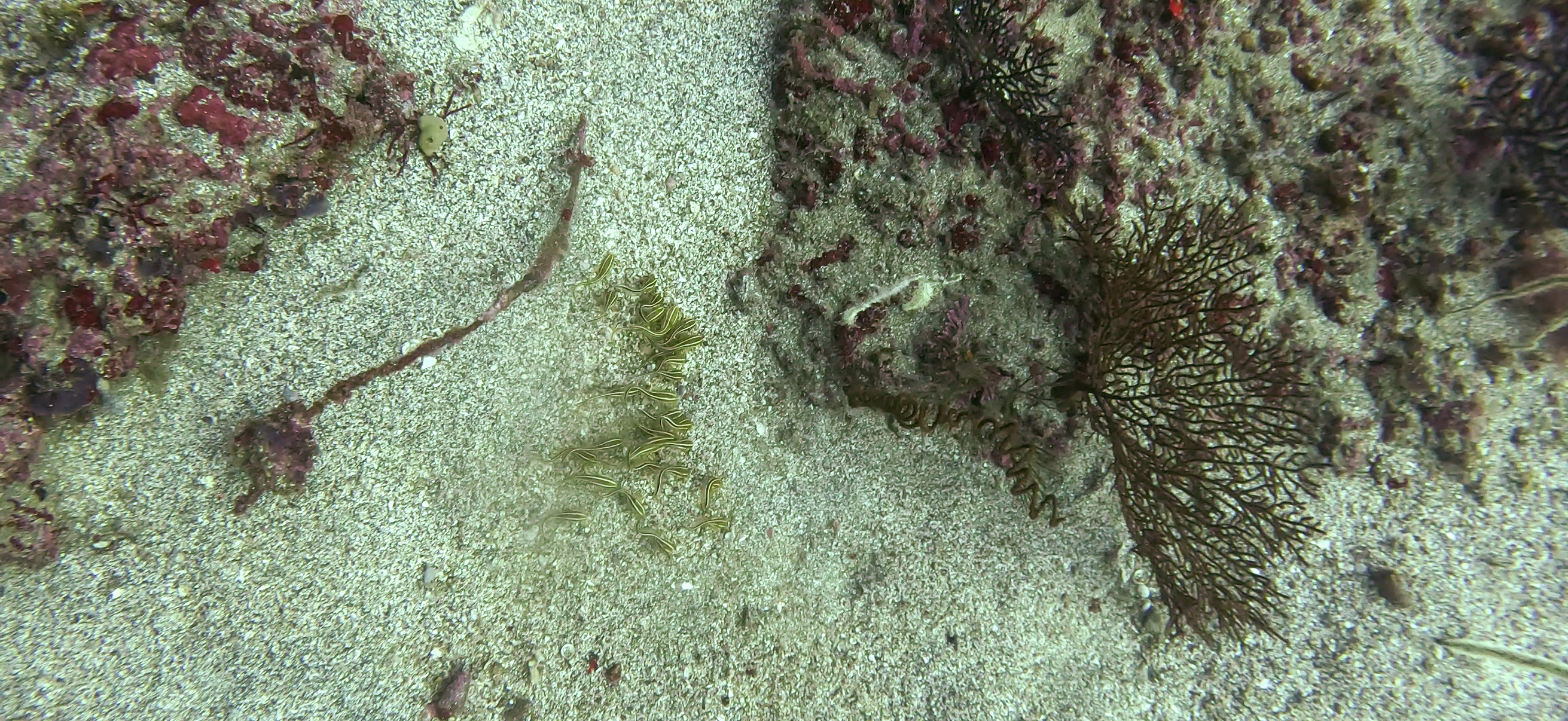 ゴンズイの群れ 勝山 ( Katsuyama ) でダイビング 20251124