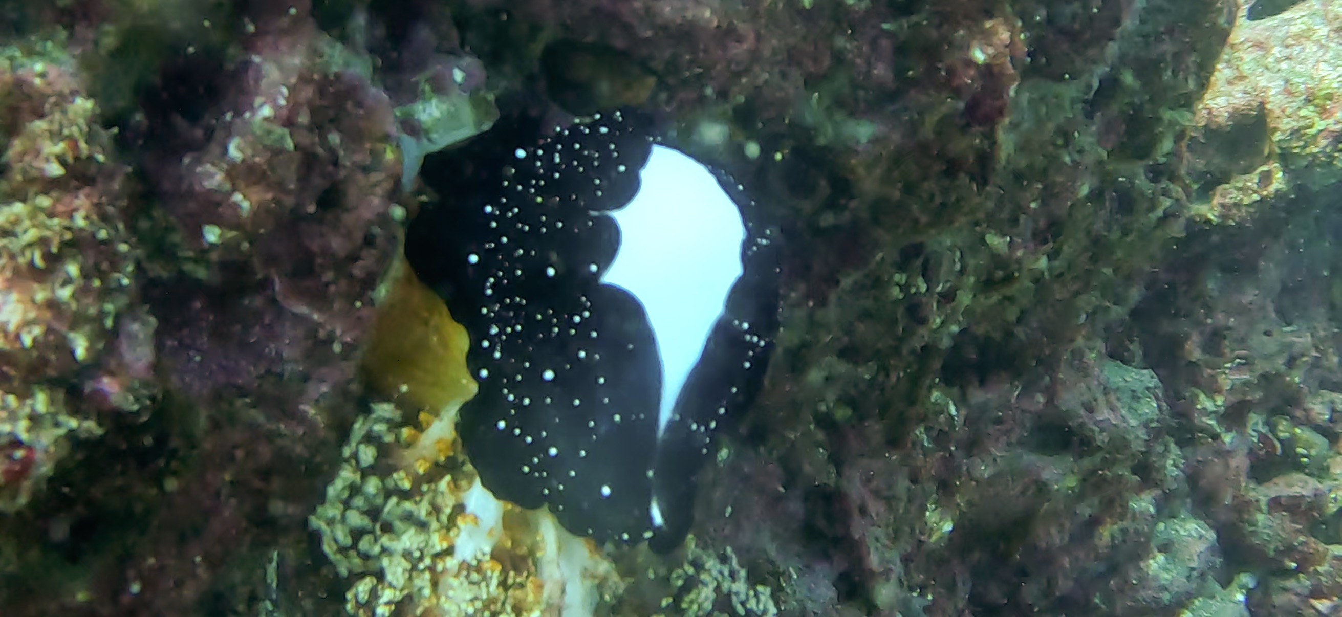 ウミウサギ 勝山 ( Katsuyama ) でダイビング 20251124