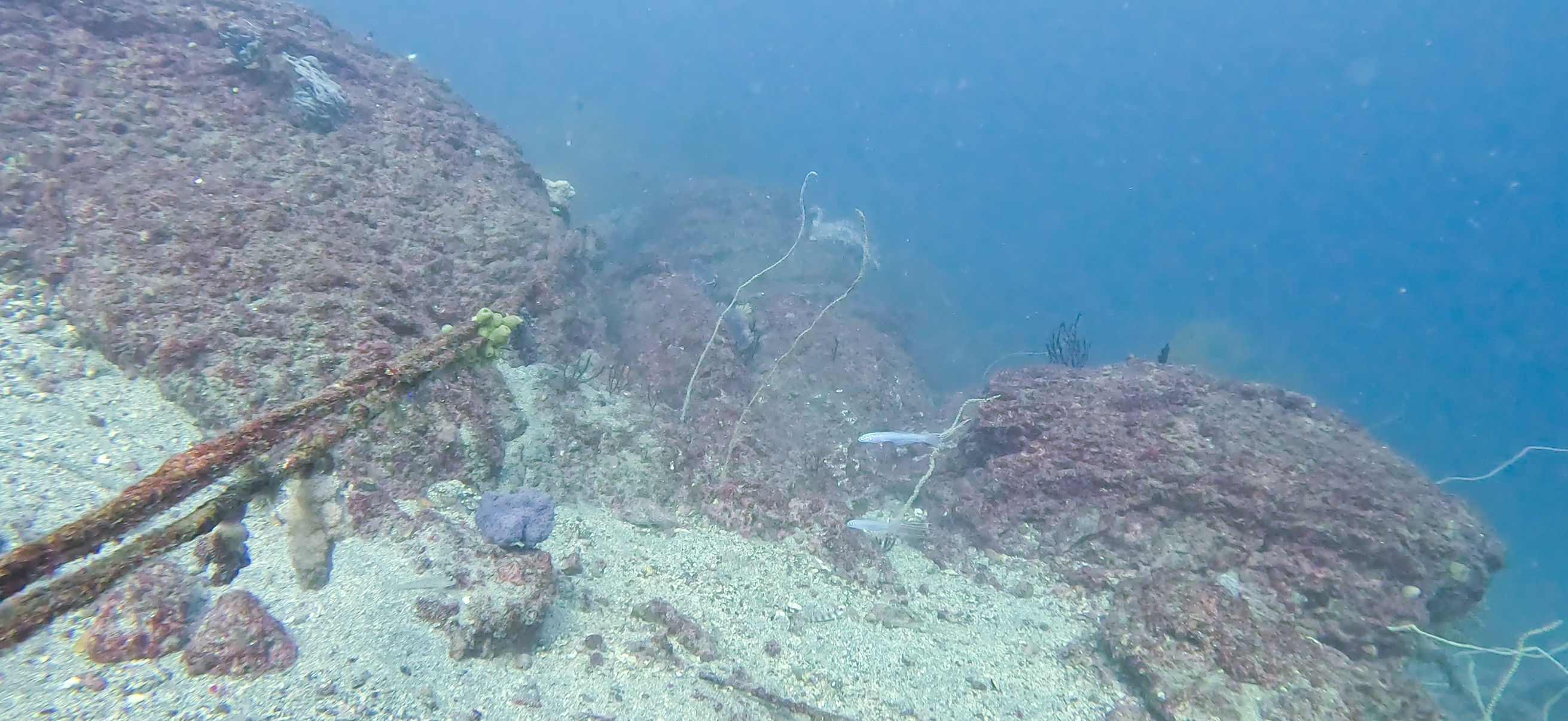 ハナハゼ 勝山 ( Katsuyama ) でダイビング 20251124