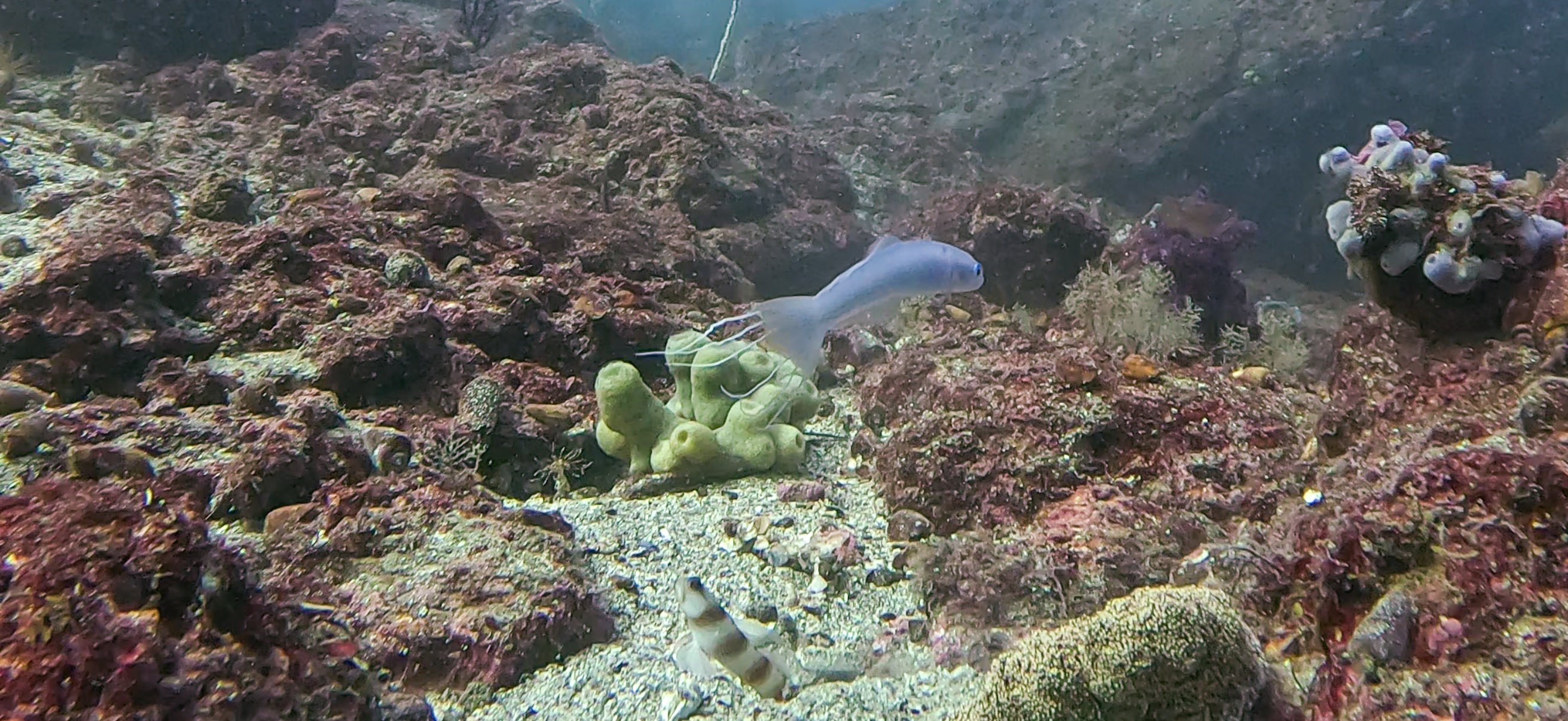 ハナハゼ 勝山 ( Katsuyama ) でダイビング 20251124