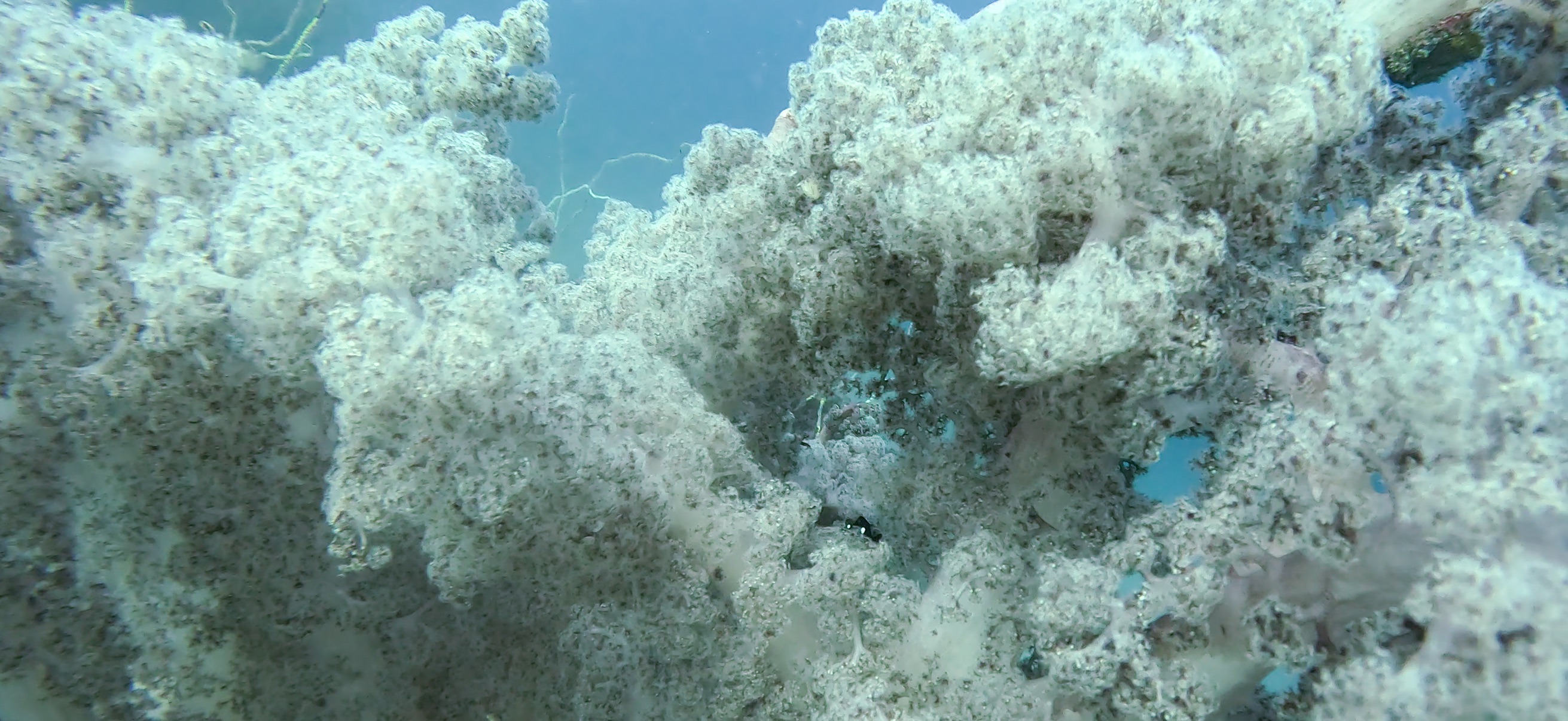 勝山 ( Katsuyama ) でダイビング 20251124