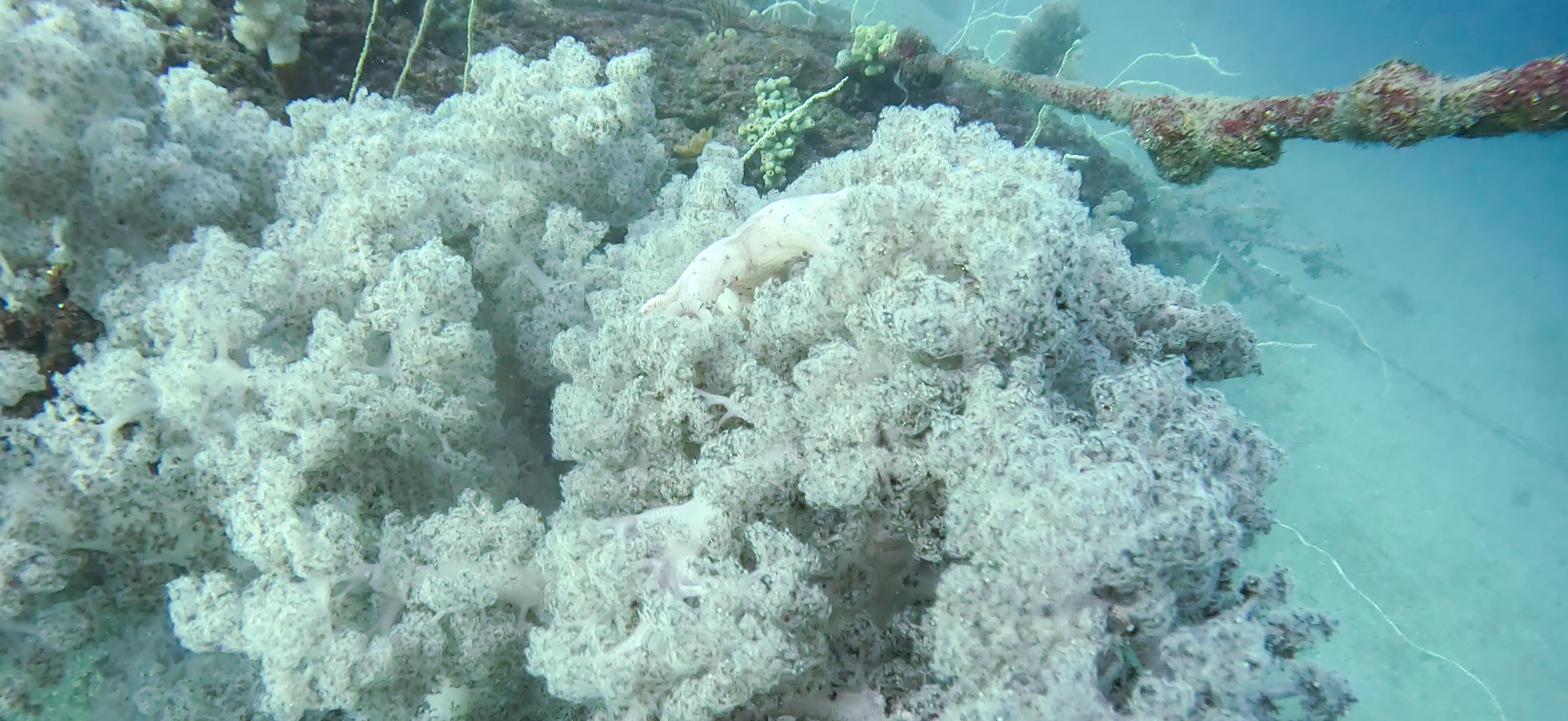 勝山 ( Katsuyama ) でダイビング 20251124