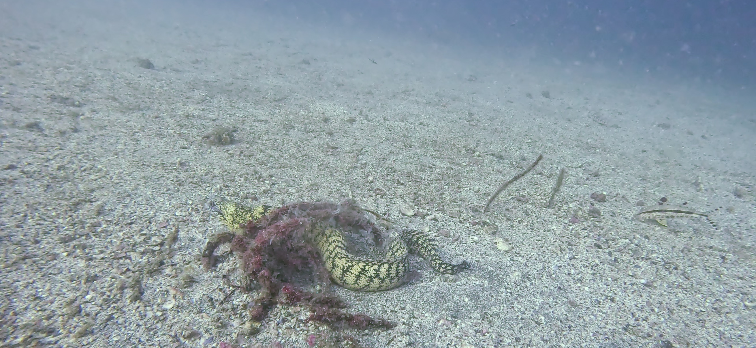 ウツボ 勝山 ( Katsuyama ) でダイビング 20251124