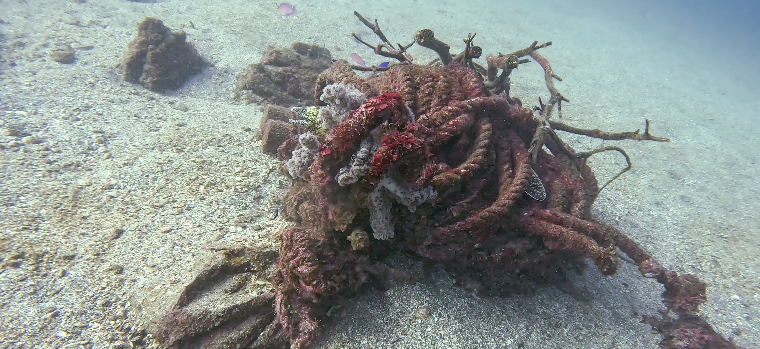 ウツボ 勝山 ( Katsuyama ) でダイビング 20251124