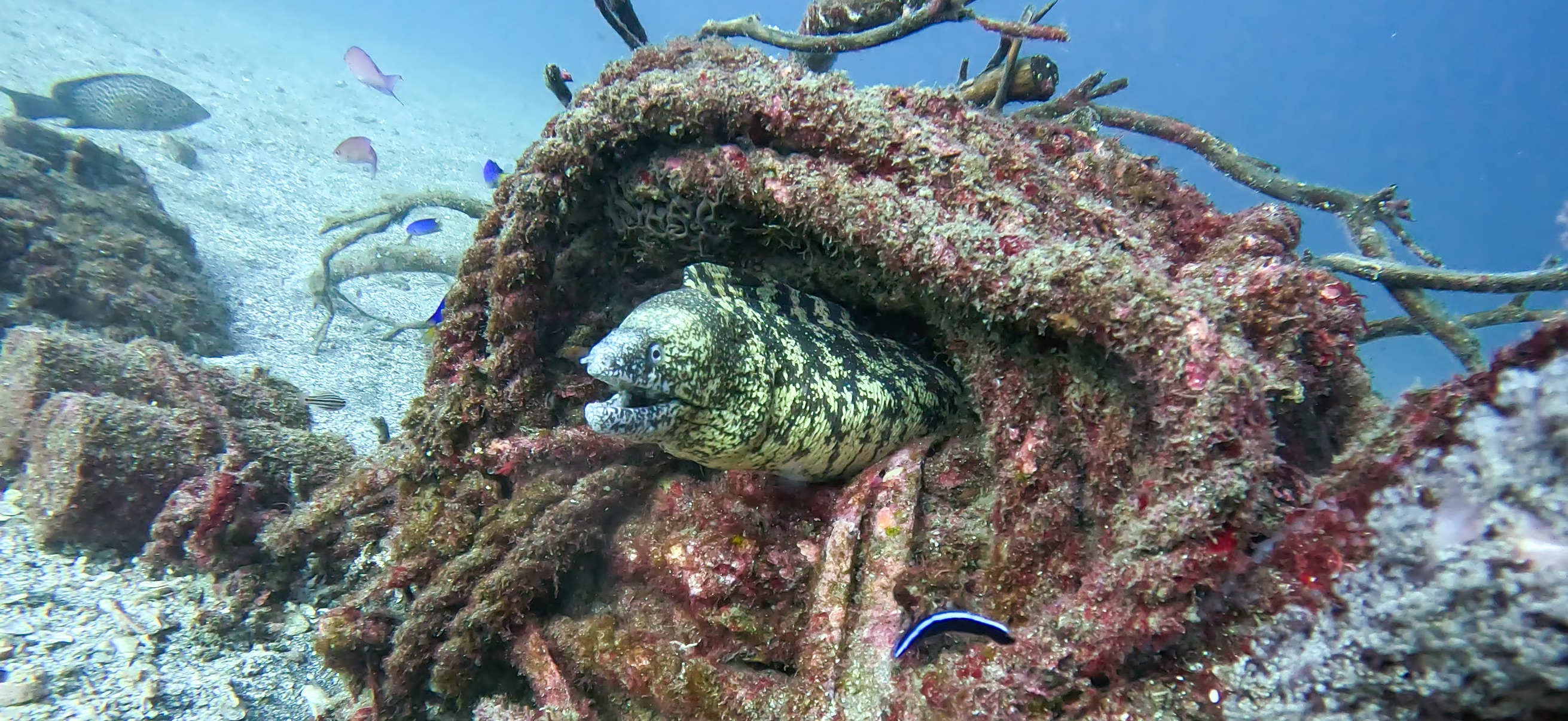ウツボ 勝山 ( Katsuyama ) でダイビング 20251124