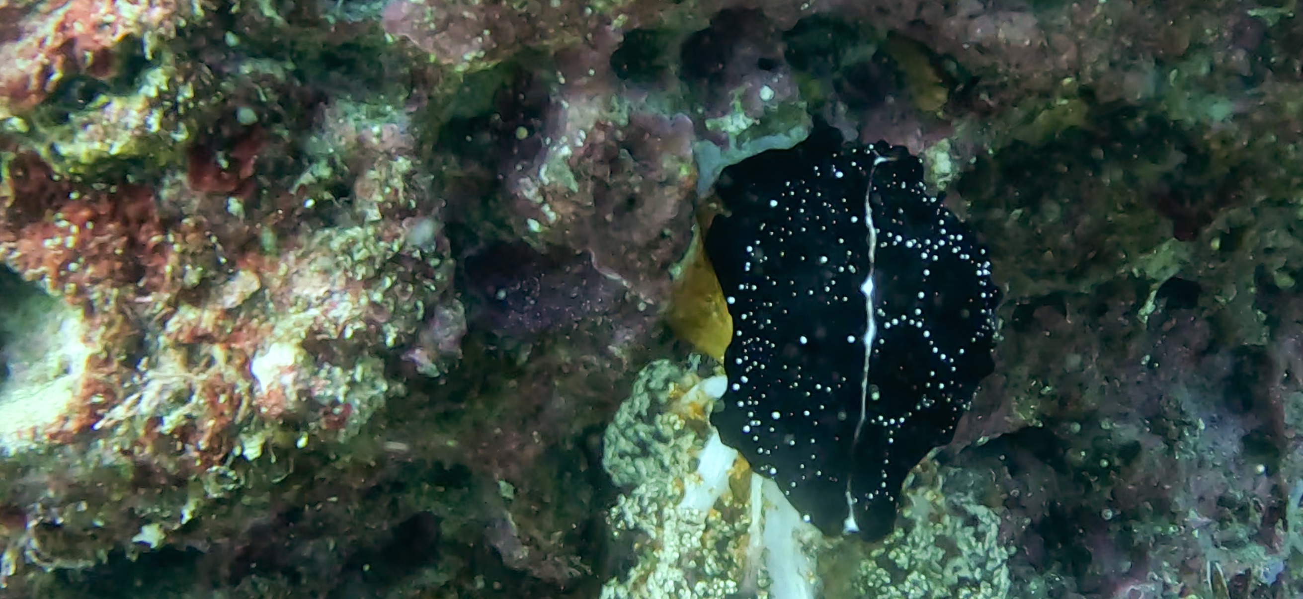 ウミウサギ 勝山 ( Katsuyama ) でダイビング 20251124