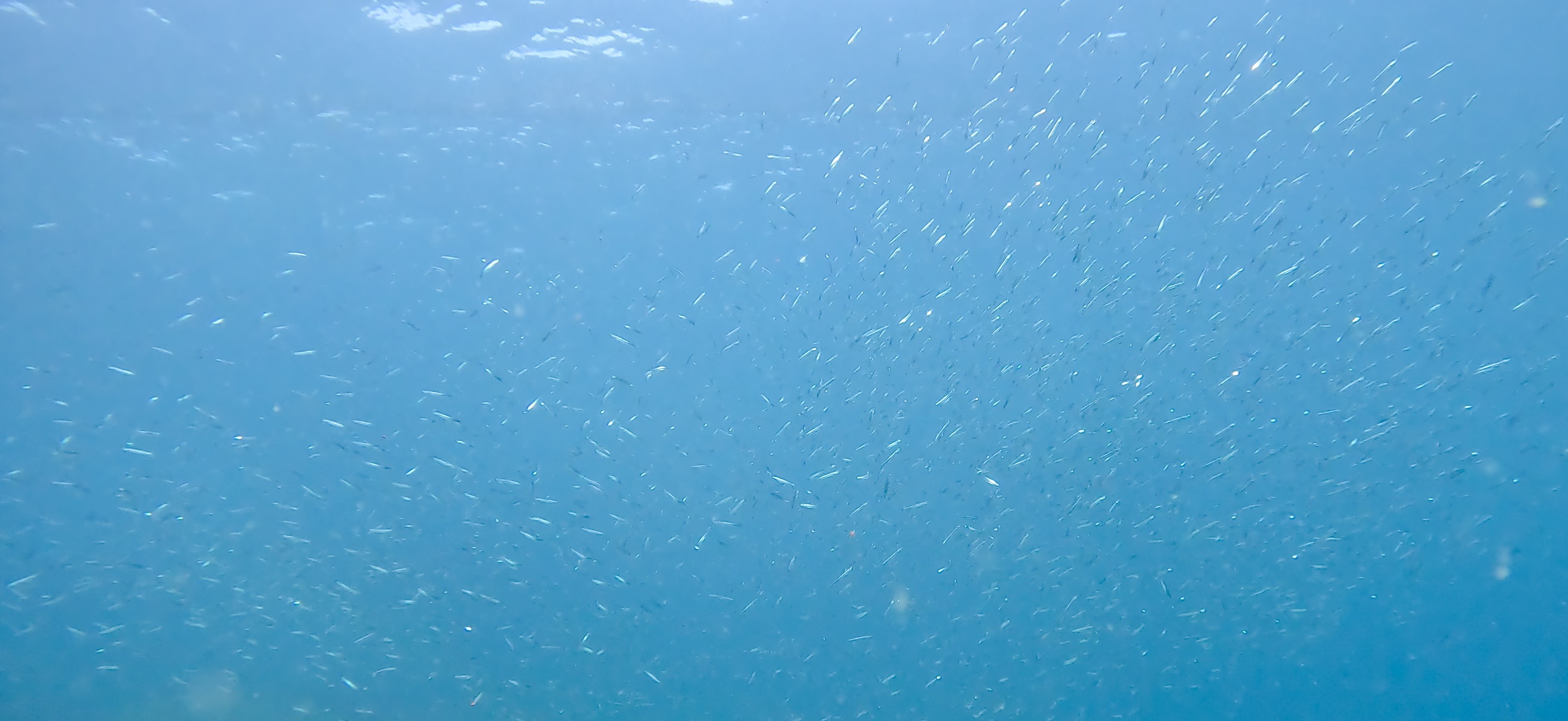 勝山 ( Katsuyama ) でダイビング 20251124