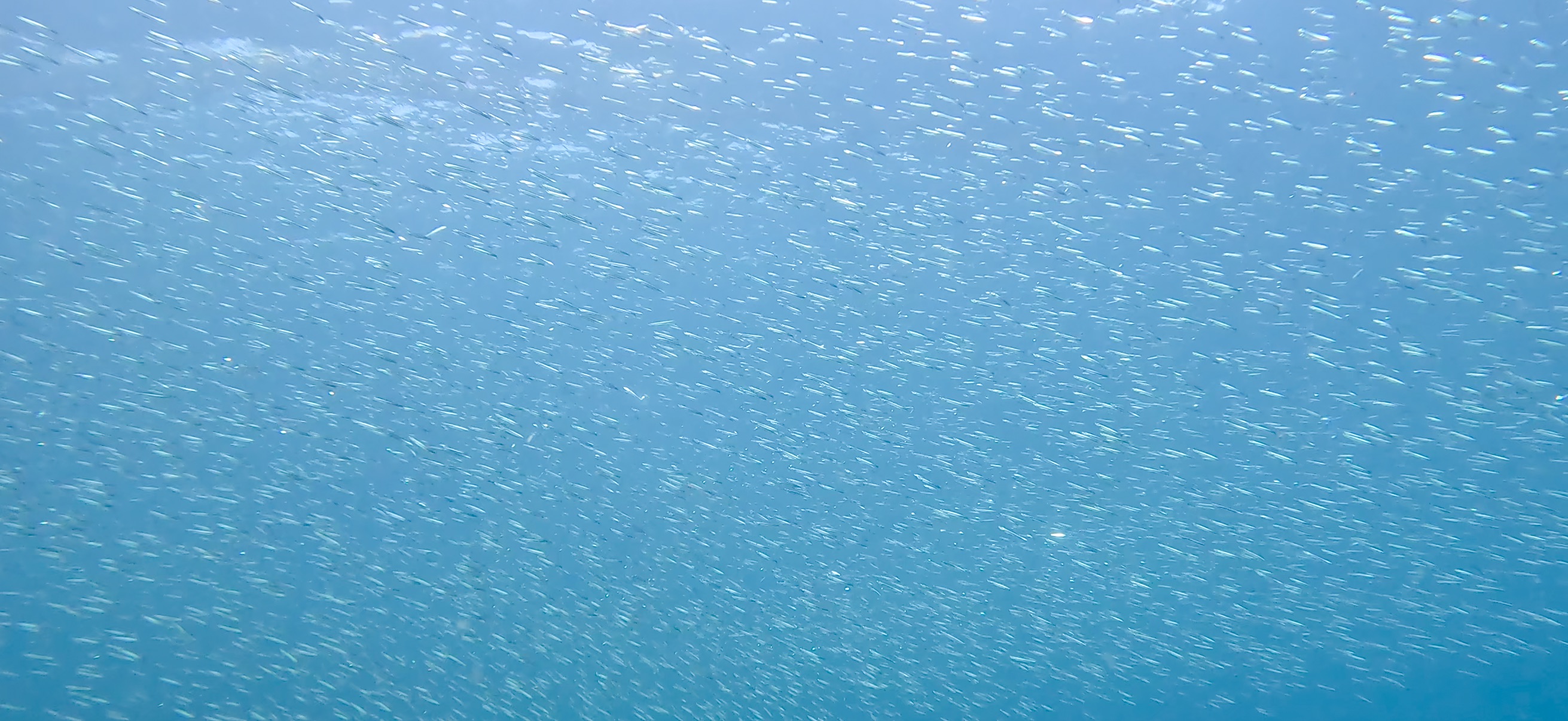 勝山 ( Katsuyama ) でダイビング 20251124