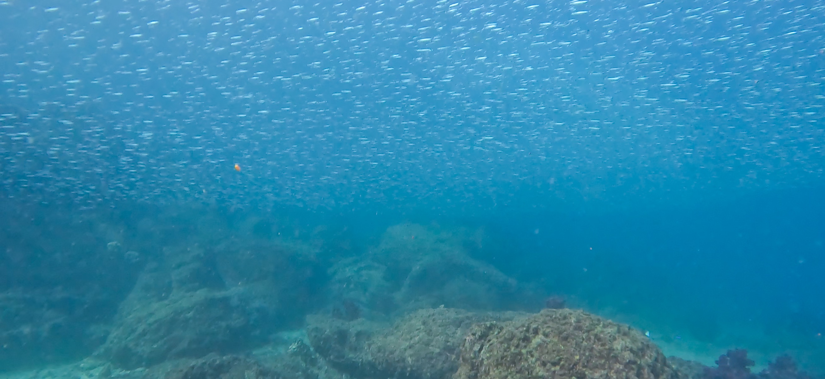 勝山 ( Katsuyama ) でダイビング 20251124