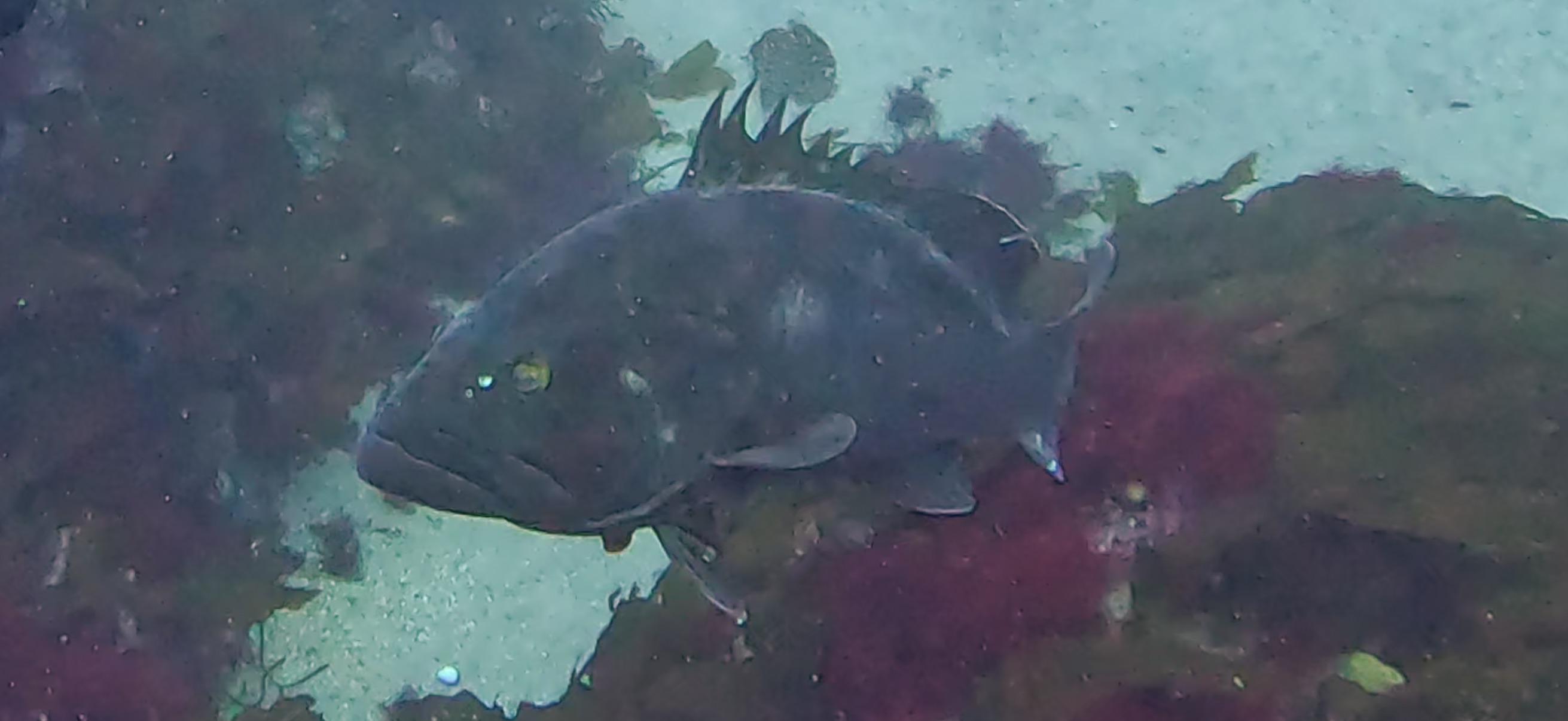 Ito ( 伊戸 ) でダイビング 20250531