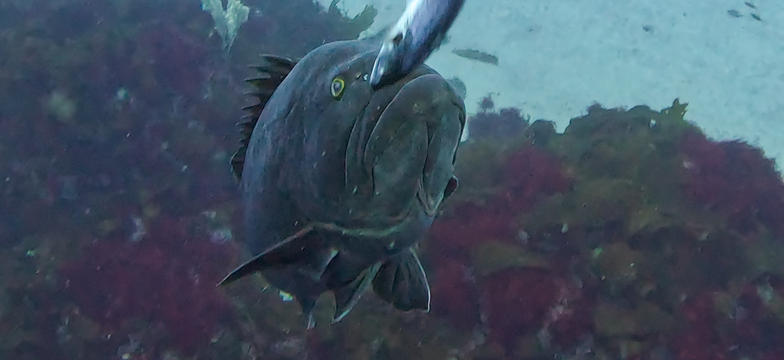 クエ 伊戸 ( Ito ) でダイビング 20250531