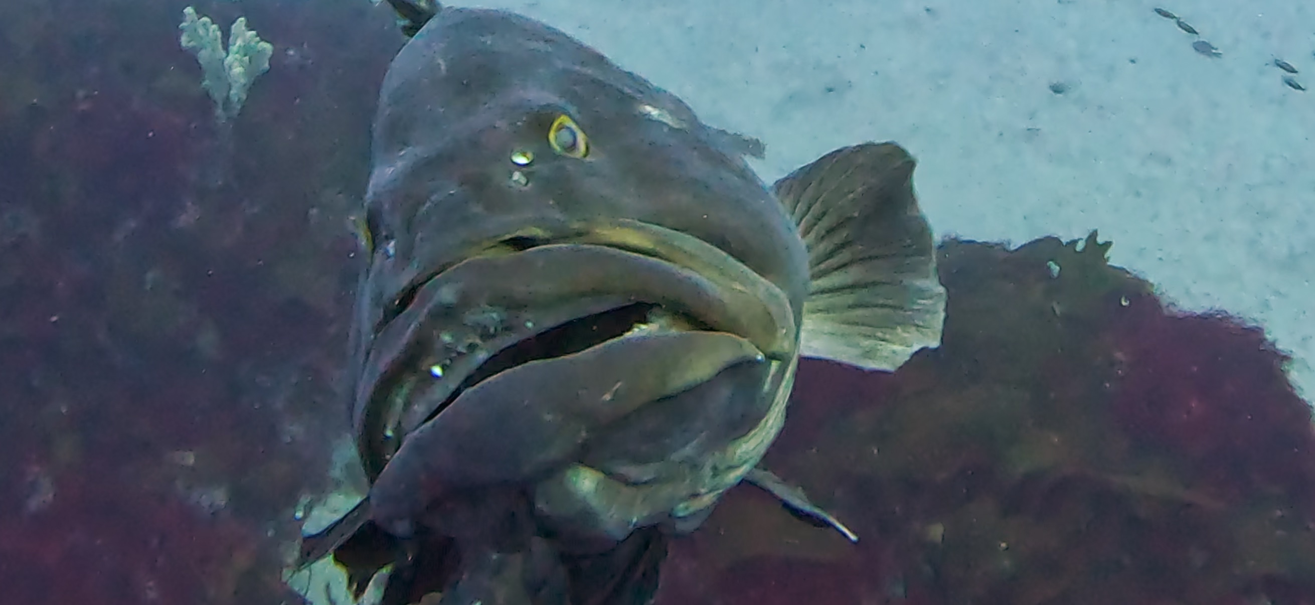 クエ 伊戸 ( Ito ) でダイビング 20250531