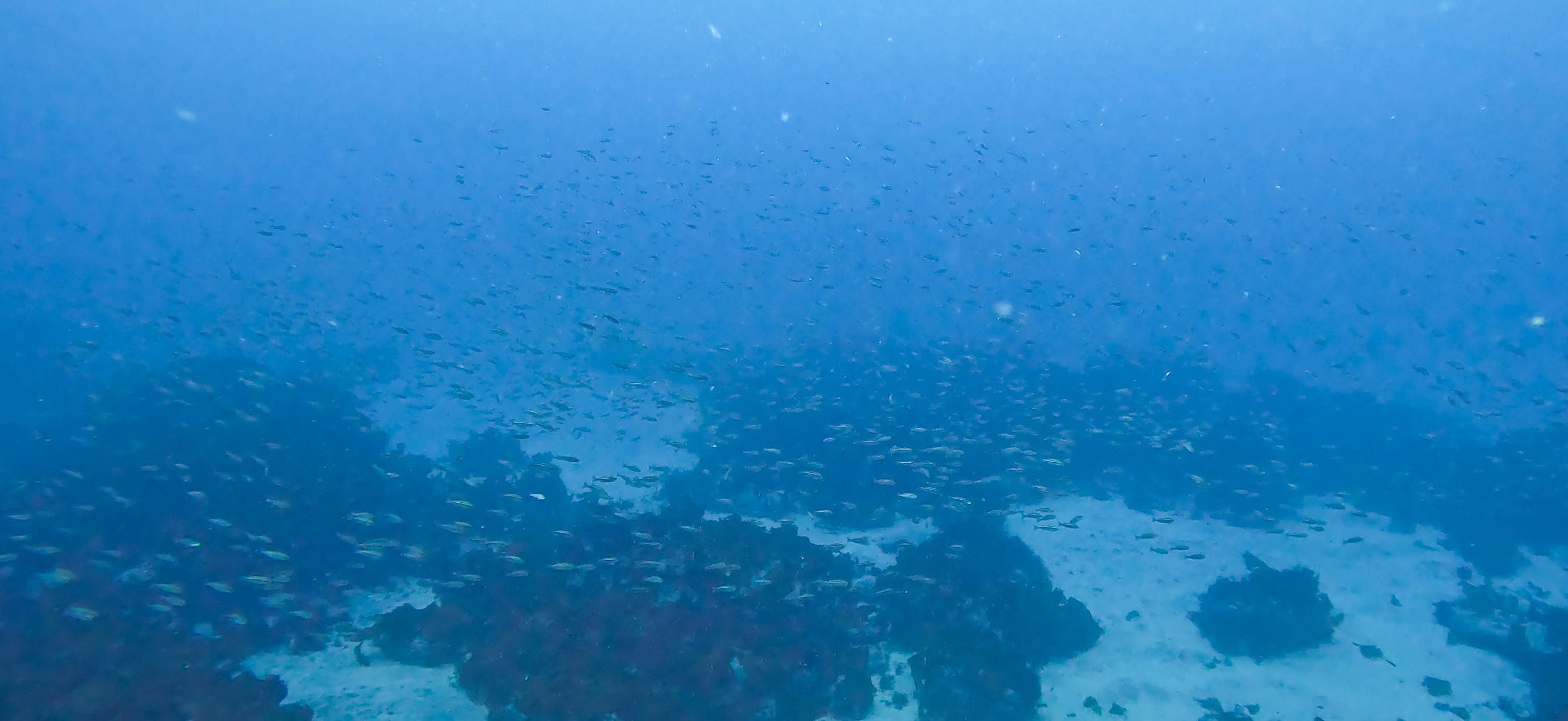 イサキの群れ 伊戸 ( Ito ) でダイビング 20250531