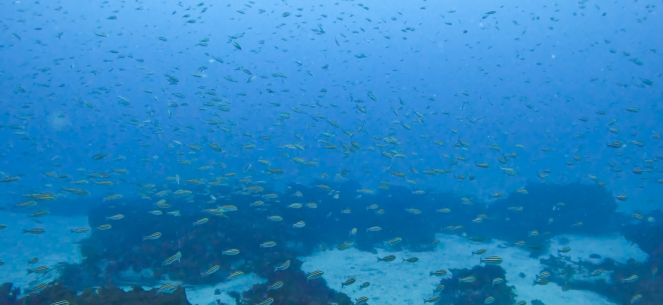 イサキの群れ 伊戸 ( Ito ) でダイビング 20250531