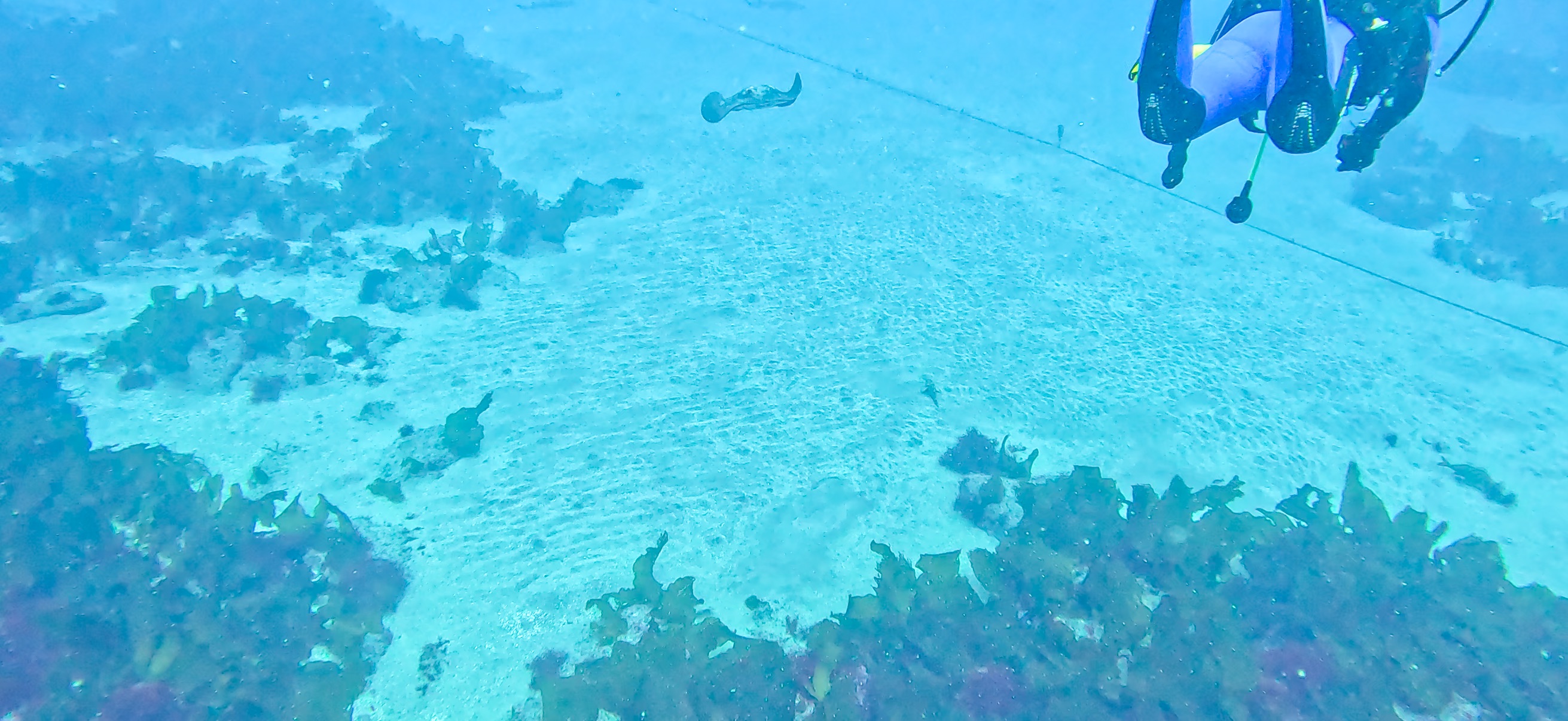 アカエイ 伊戸 ( Ito ) でダイビング 20250531