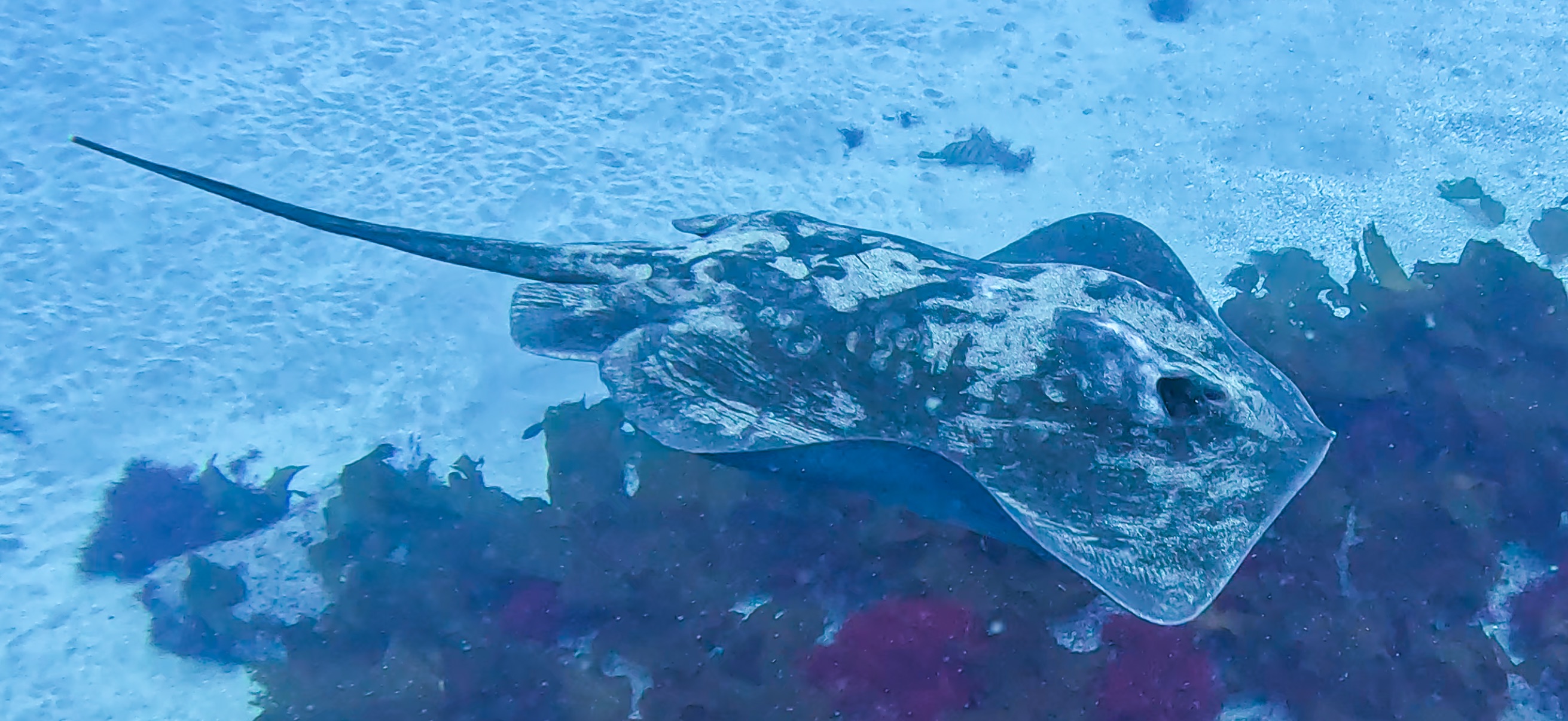 アカエイ 伊戸 ( Ito ) でダイビング 20250531