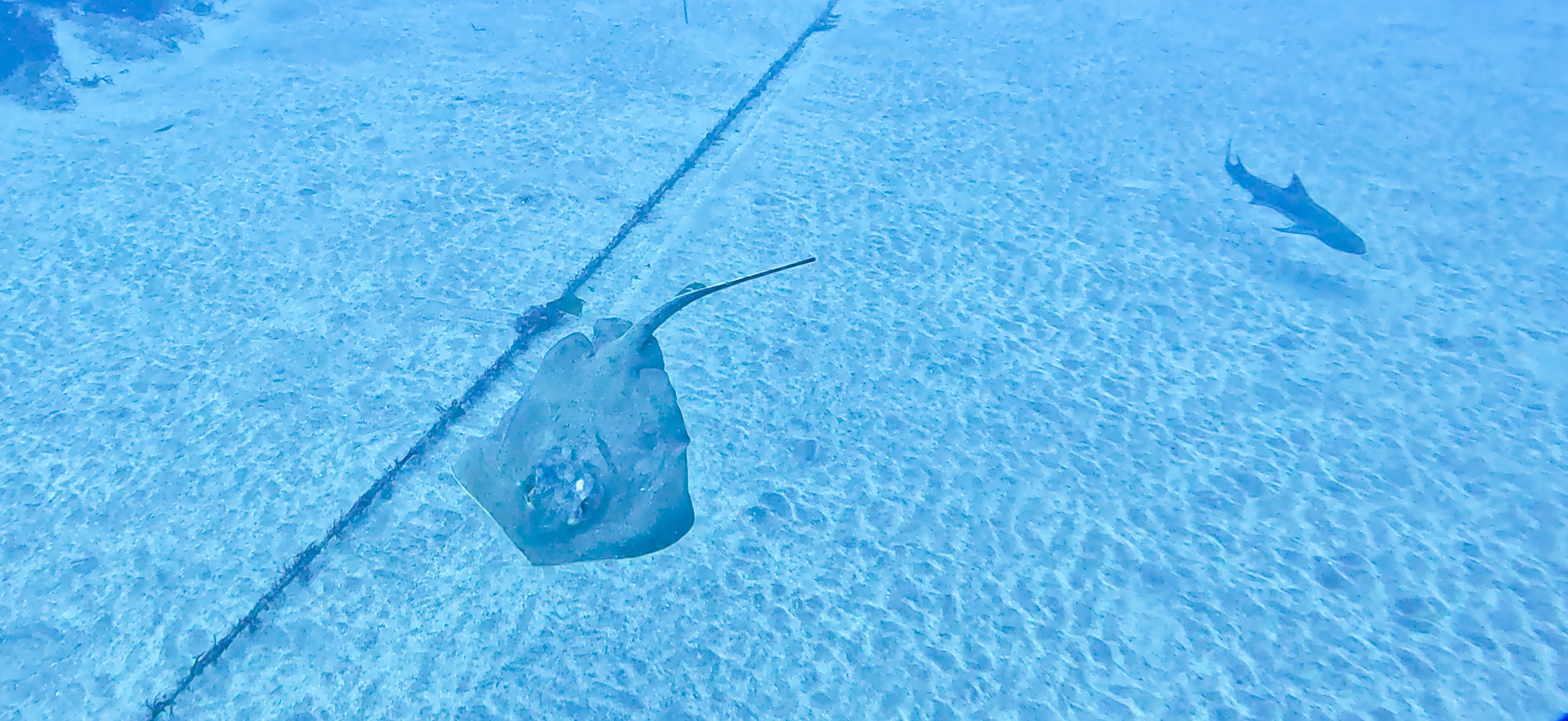 アカエイとドチザメ 伊戸 ( Ito ) でダイビング 20250531