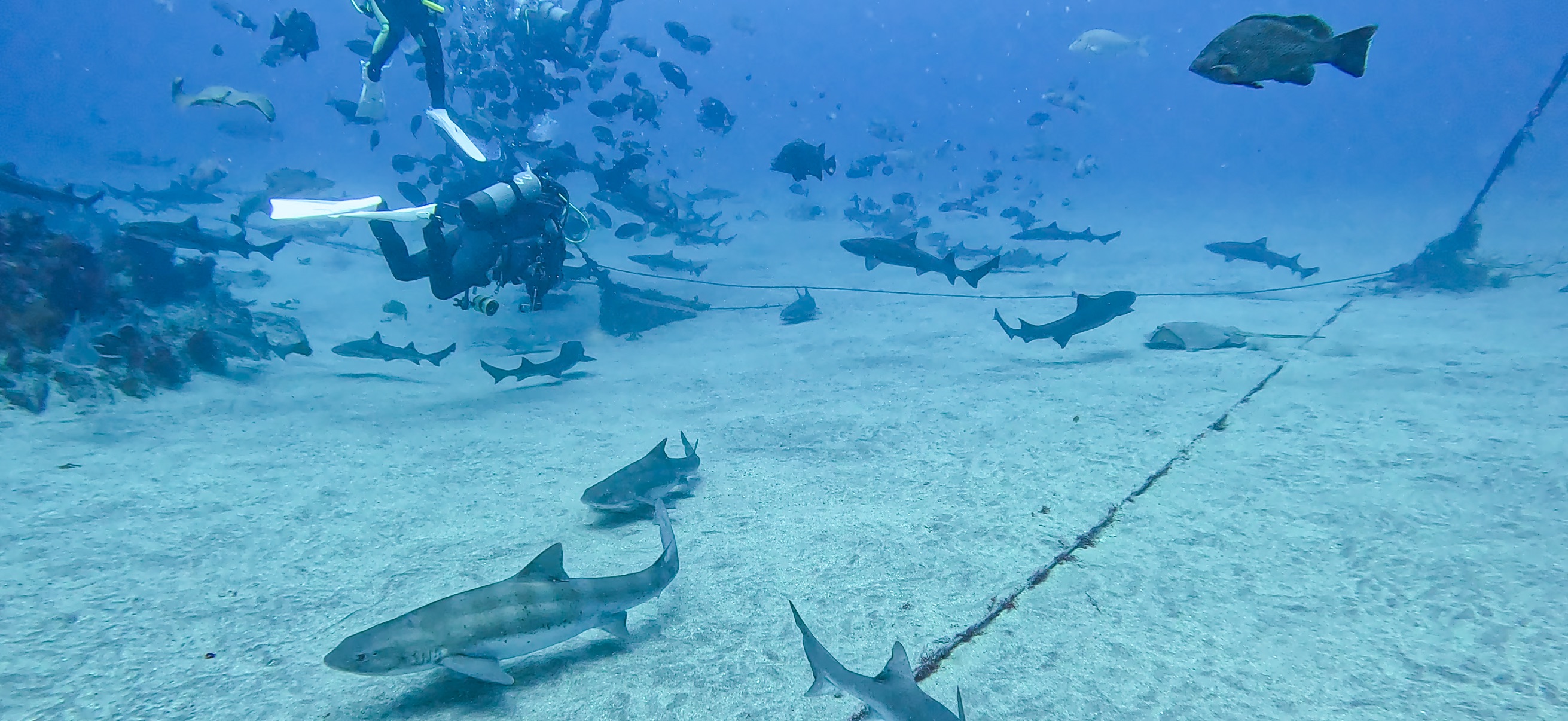 ドチザメ 伊戸 ( Ito ) でダイビング 20250531