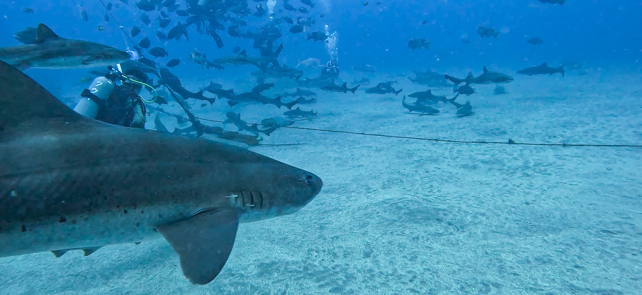 シャークスクランブル 伊戸 ( Ito ) でダイビング 20250531