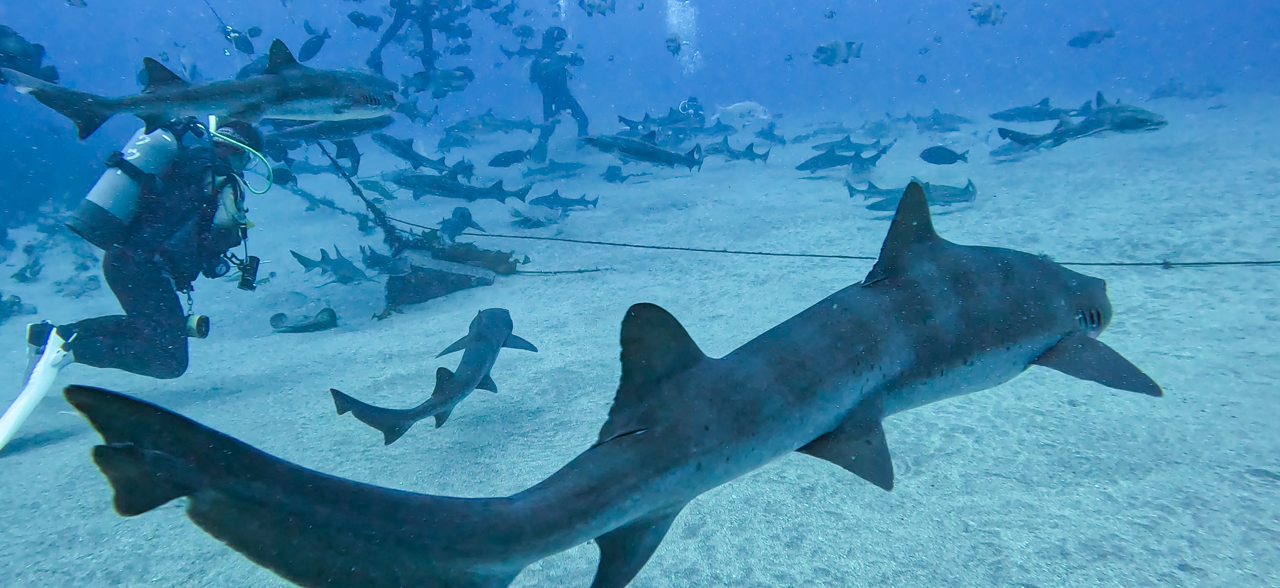 シャークスクランブル 伊戸 ( Ito ) でダイビング 20250531