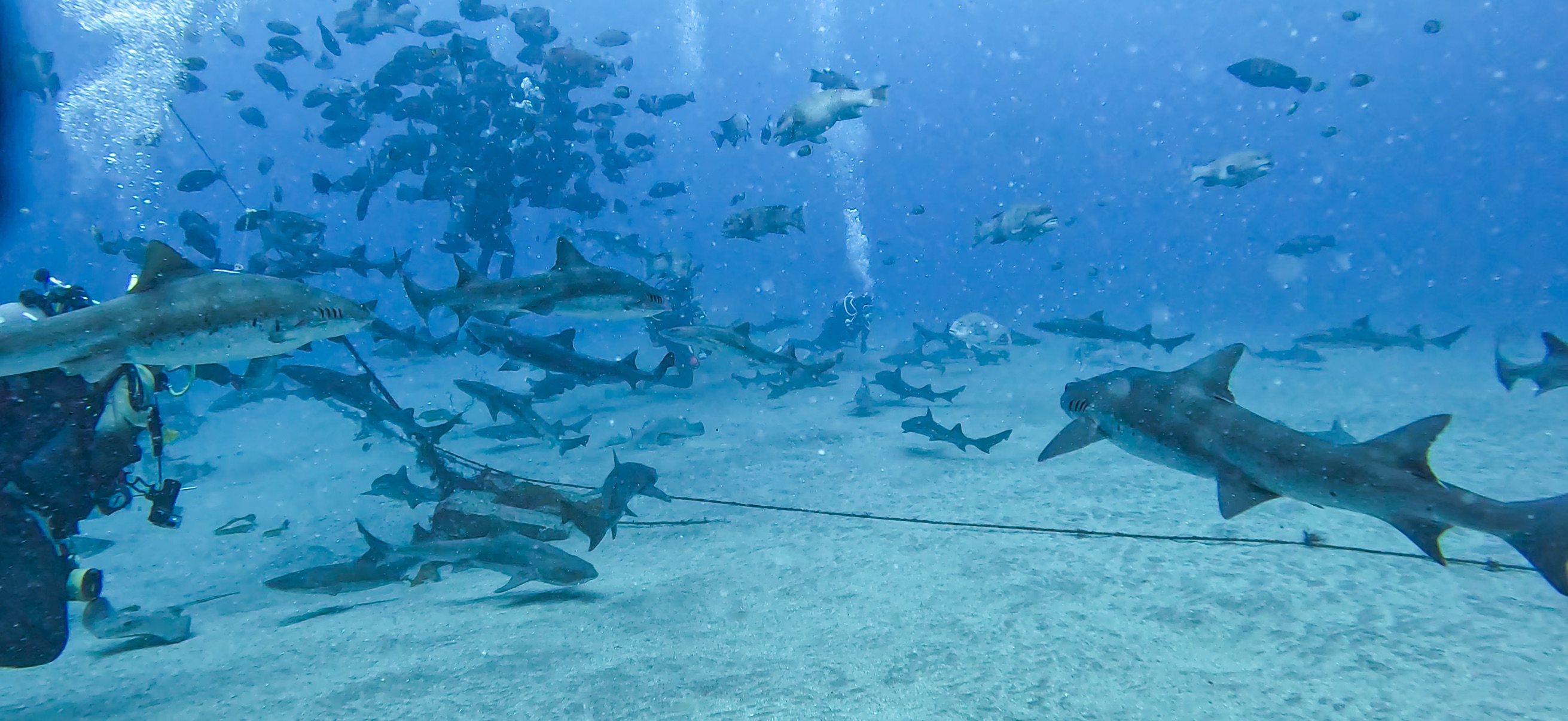 シャークスクランブル 伊戸 ( Ito ) でダイビング 20250531