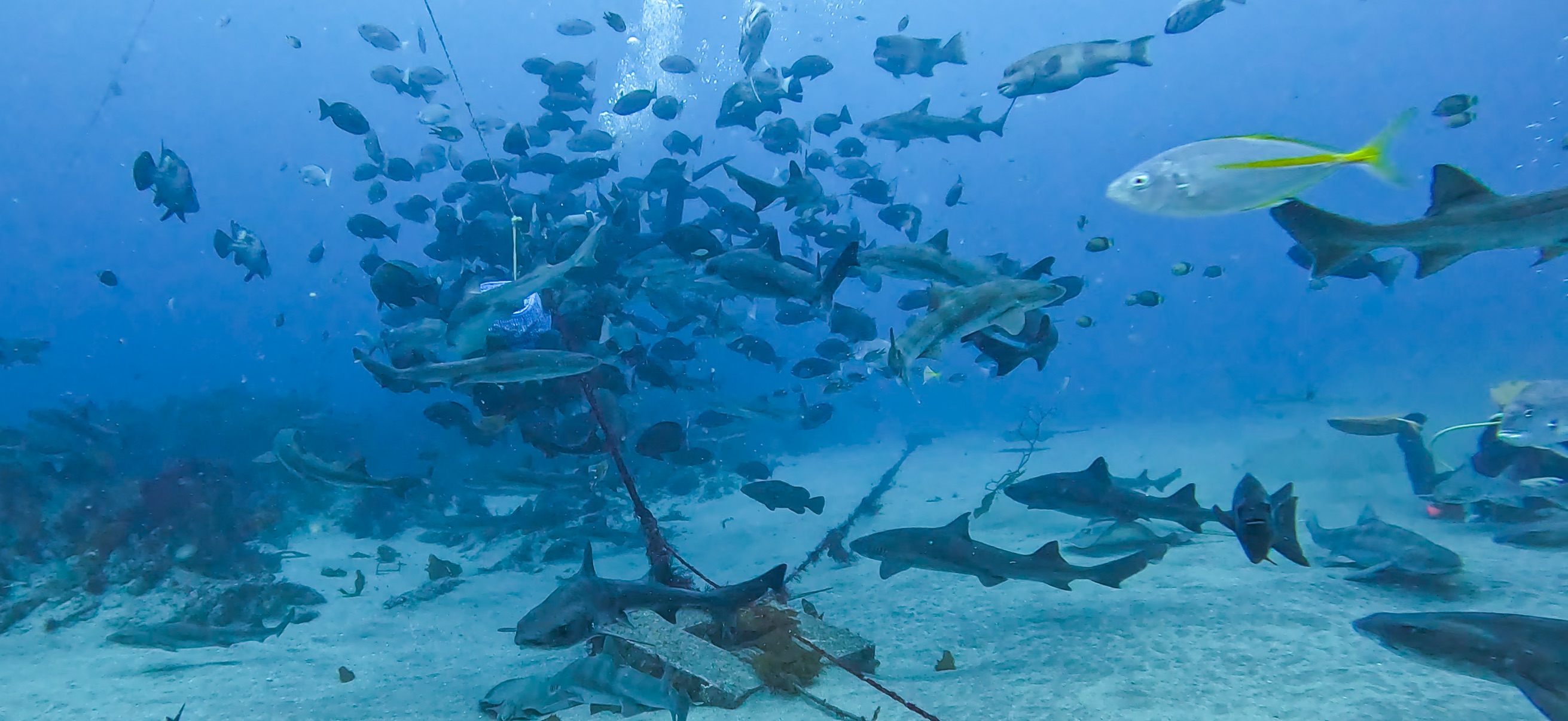 シャークスクランブル 伊戸 ( Ito ) でダイビング 20250531