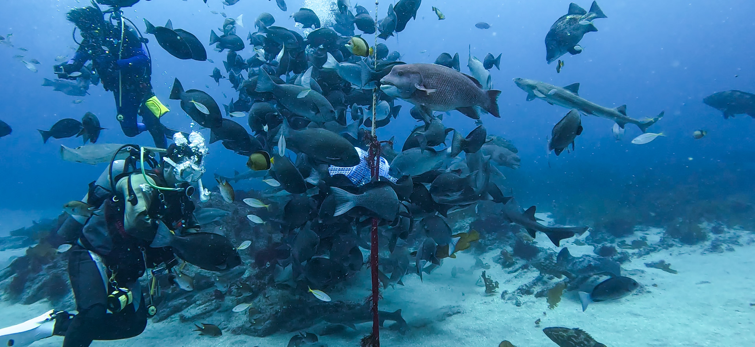 シャークスクランブル 伊戸 ( Ito ) でダイビング 20250531