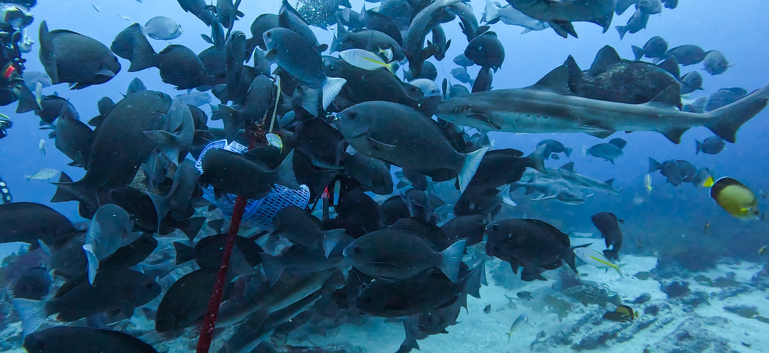 シャークスクランブル 伊戸 ( Ito ) でダイビング 20250531