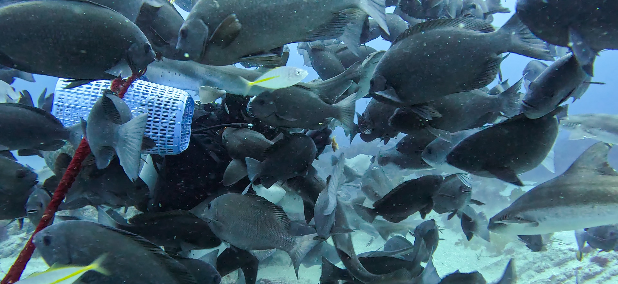 シャークスクランブル 伊戸 ( Ito ) でダイビング 20250531