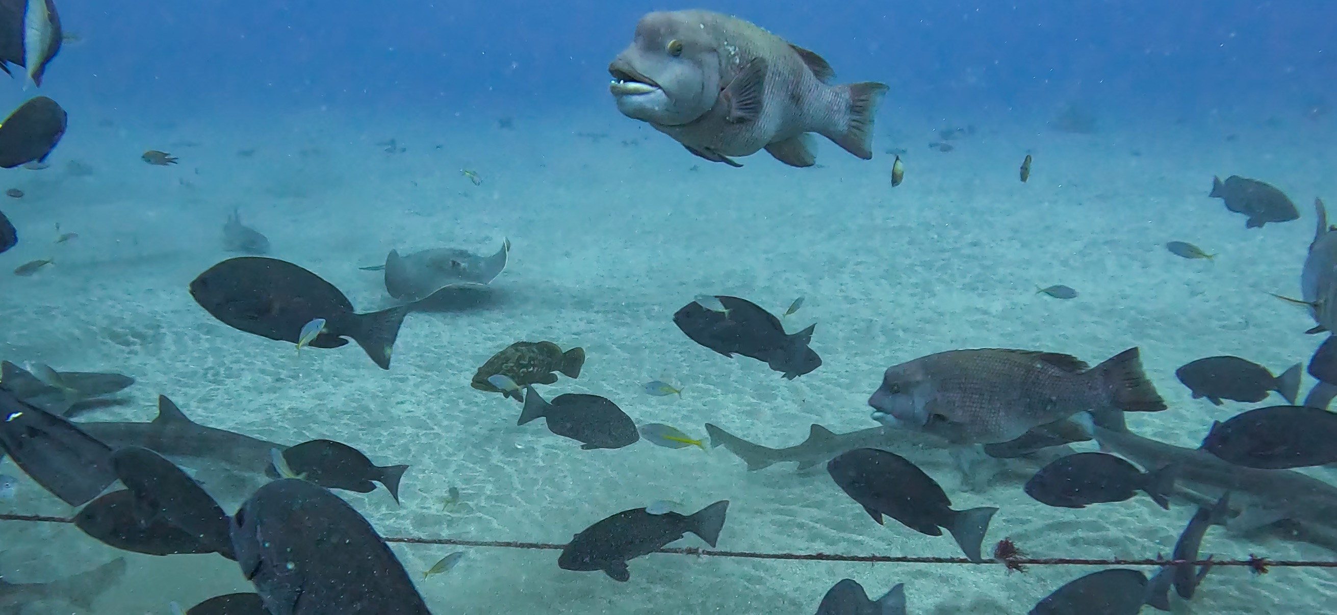 コブダイ 伊戸 ( Ito ) でダイビング 20250531