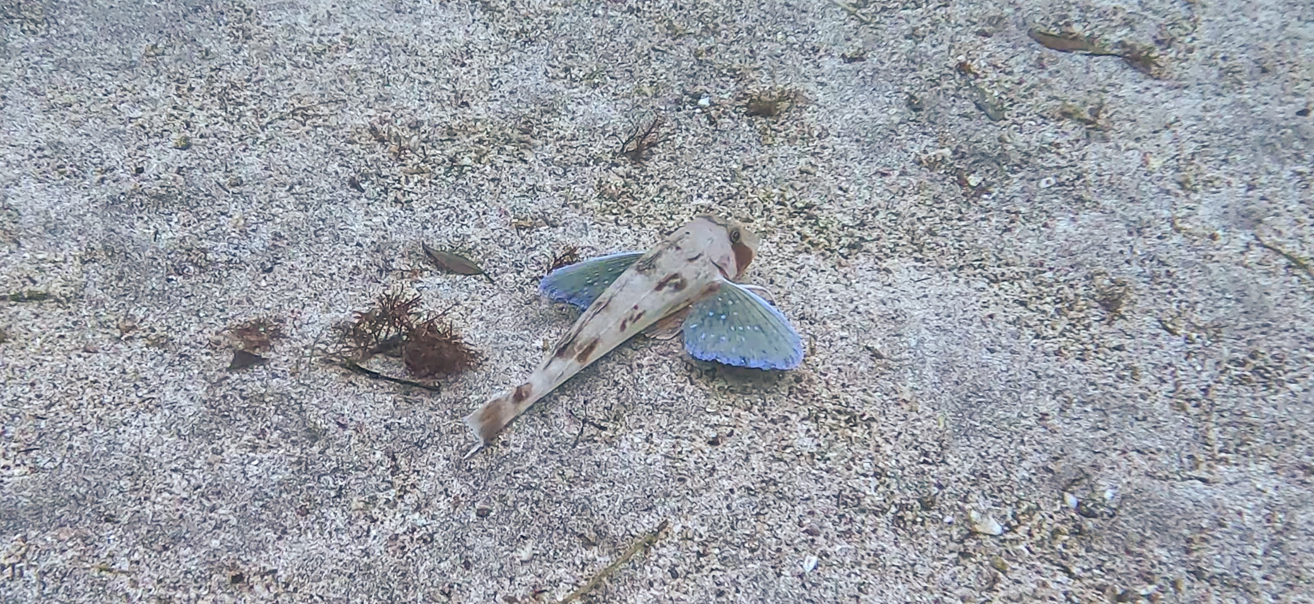 世界海洋デー ホウボウ 富戸 ( Futo ) でダイビング 20250608