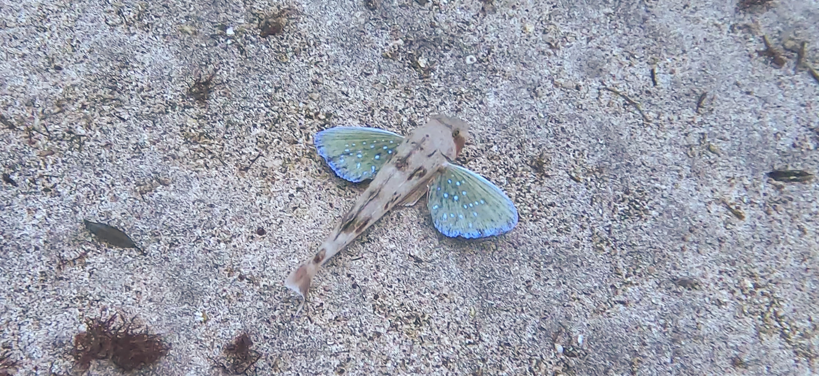 ホウボウ 富戸 ( Futo ) でダイビング 20250608