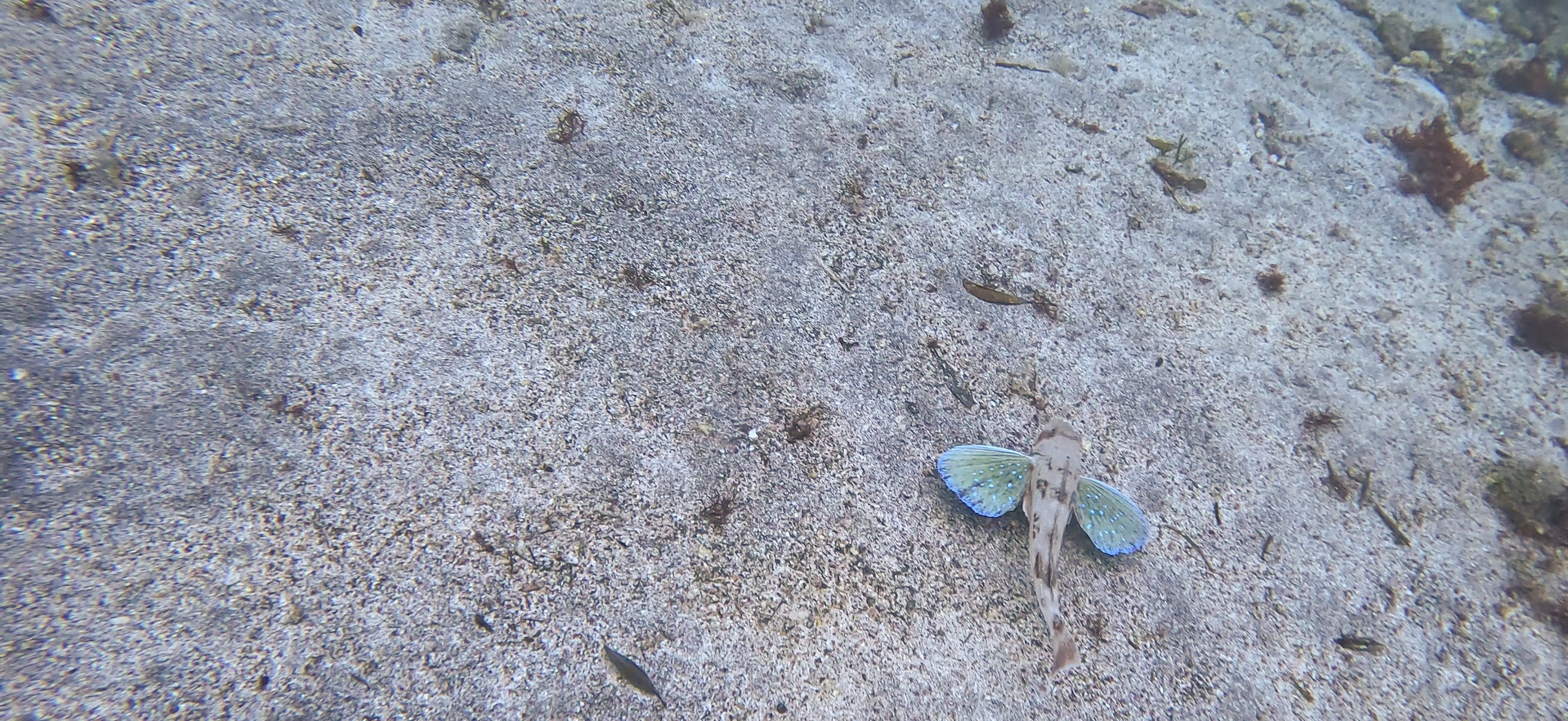 ホウボウ 富戸 ( Futo ) でダイビング 20250608