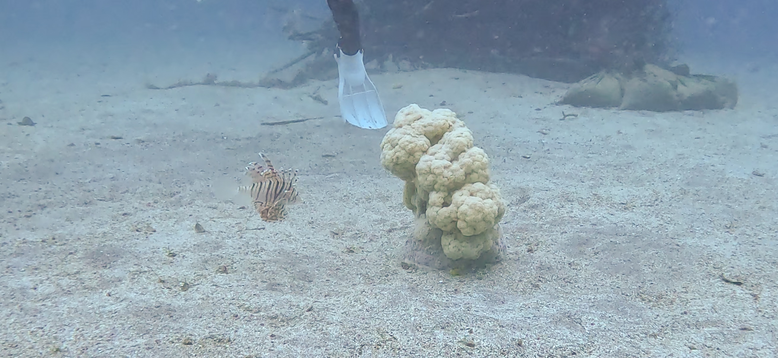 ミノカサゴ 富戸 ( Futo ) でダイビング 20250608