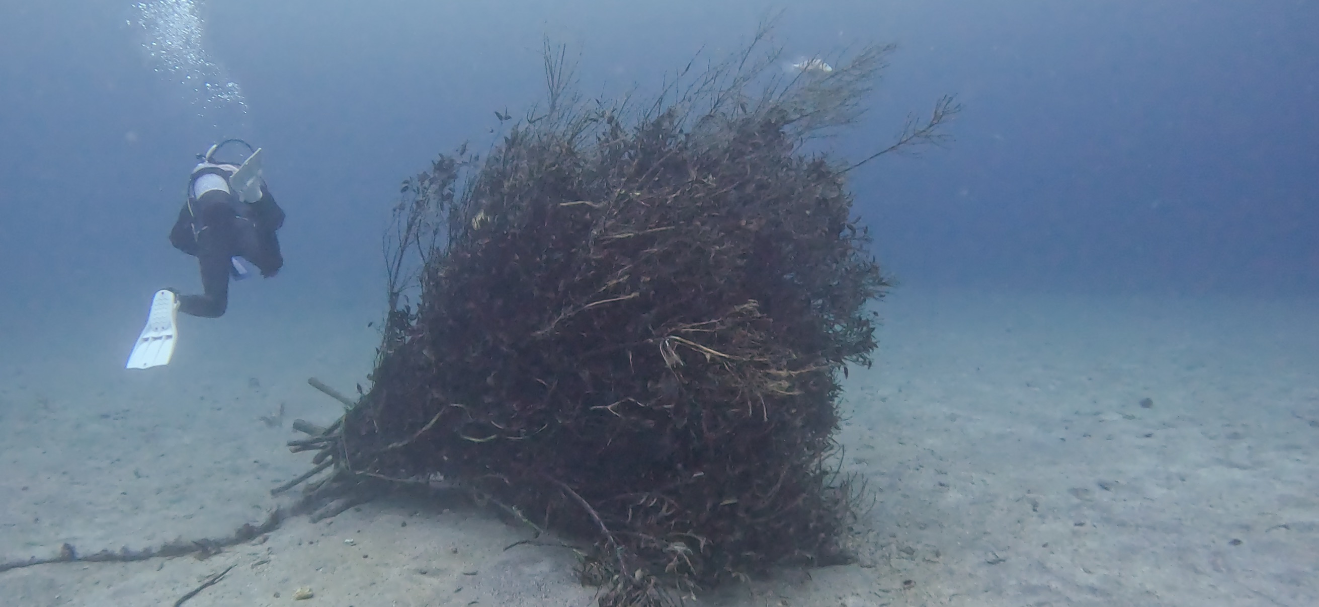 世界海洋デー 富戸 ( Futo ) でダイビング 20250608