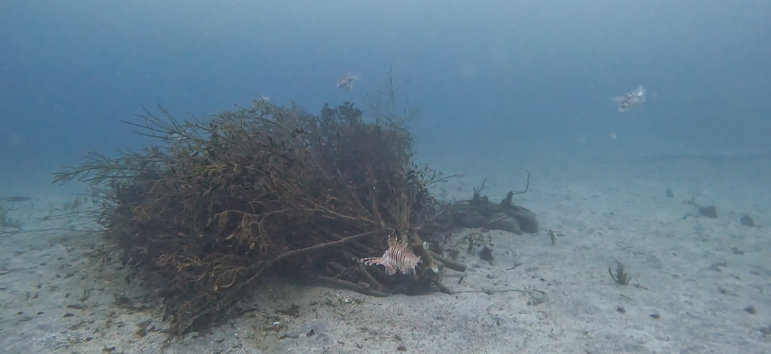 ミノカサゴ 富戸 ( Futo ) でダイビング 20250608