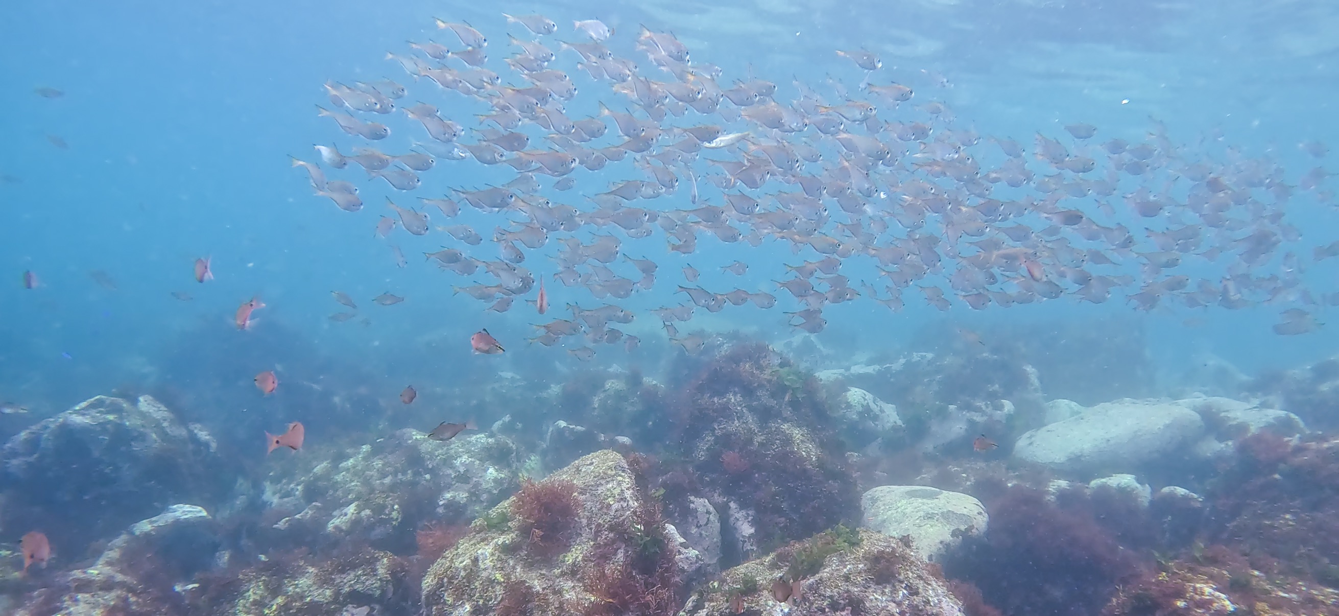 クロホシイシモチ 富戸 ( Futo ) でダイビング 20250608