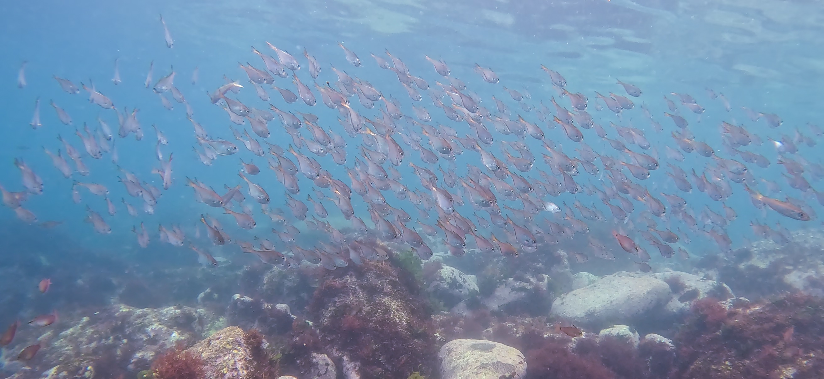 富戸 ( Futo ) でダイビング 20250608