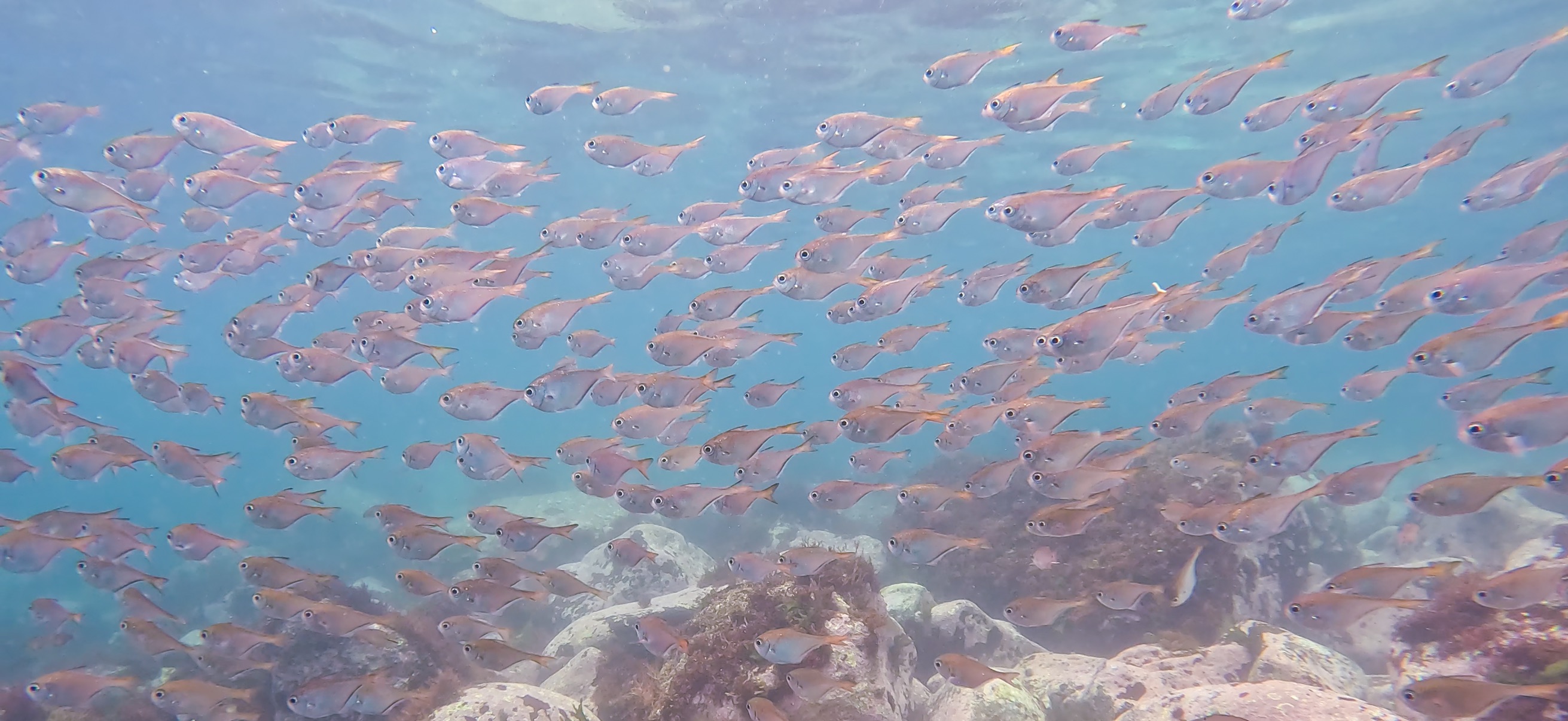 富戸 ( Futo ) でダイビング 20250608
