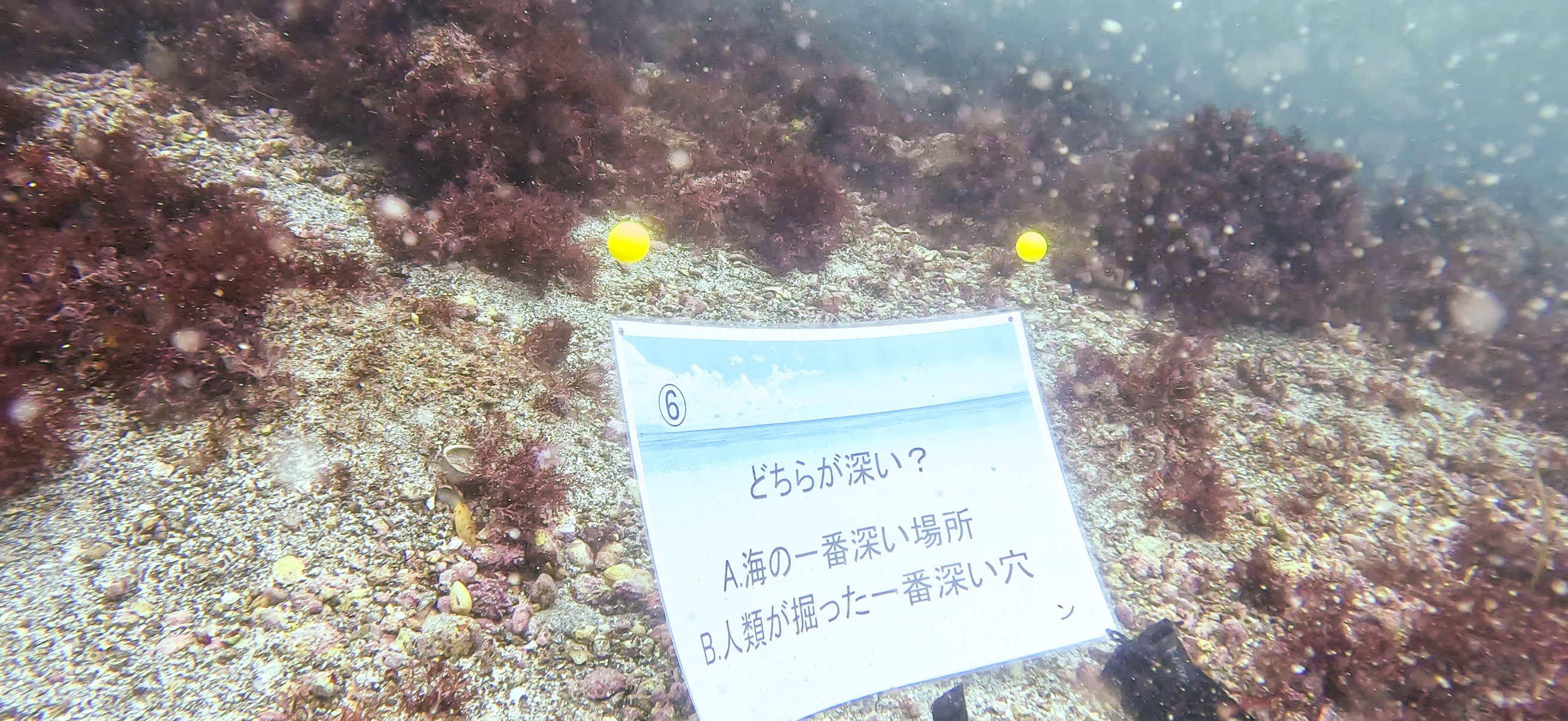 富戸 ( Futo ) でダイビング 20250608