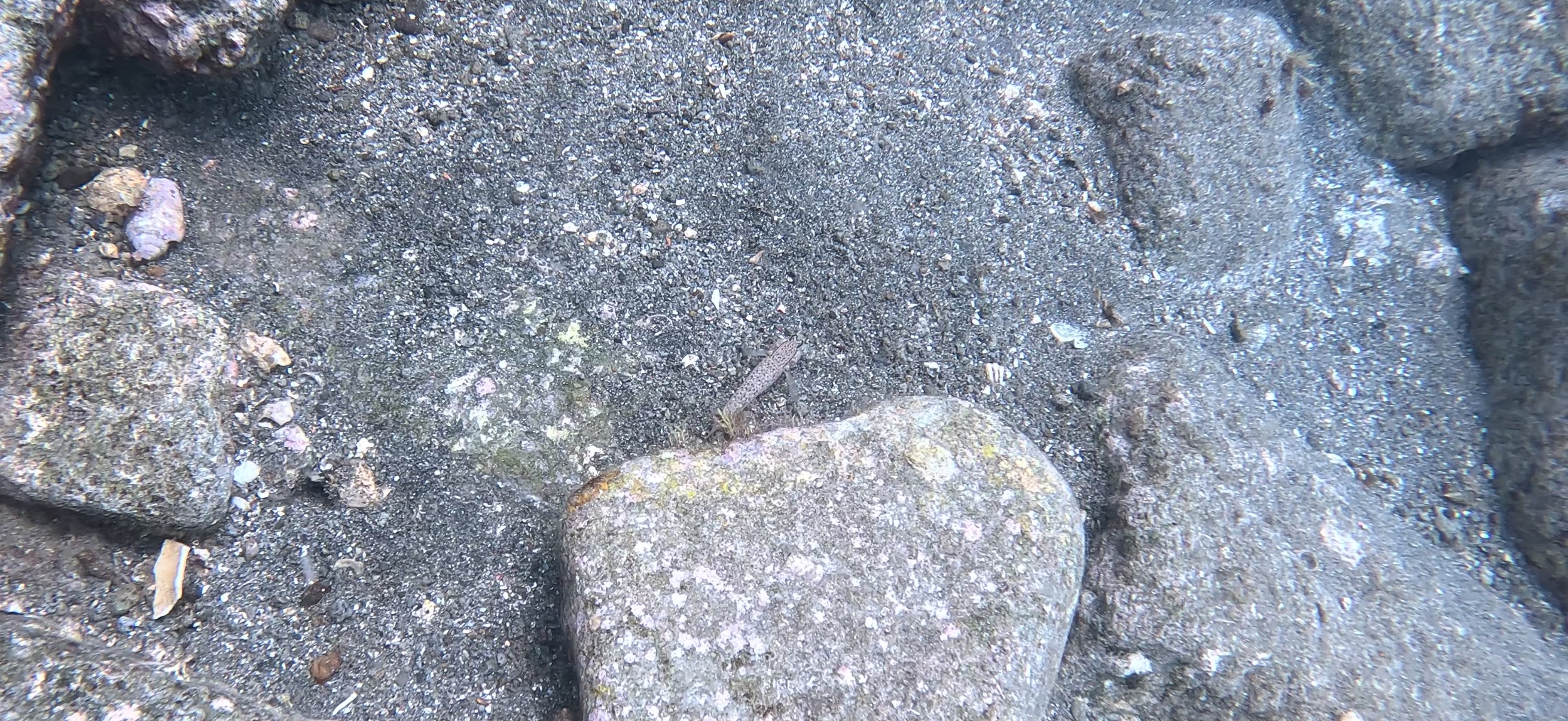 獅子浜 ( Shishihama ) 20250706