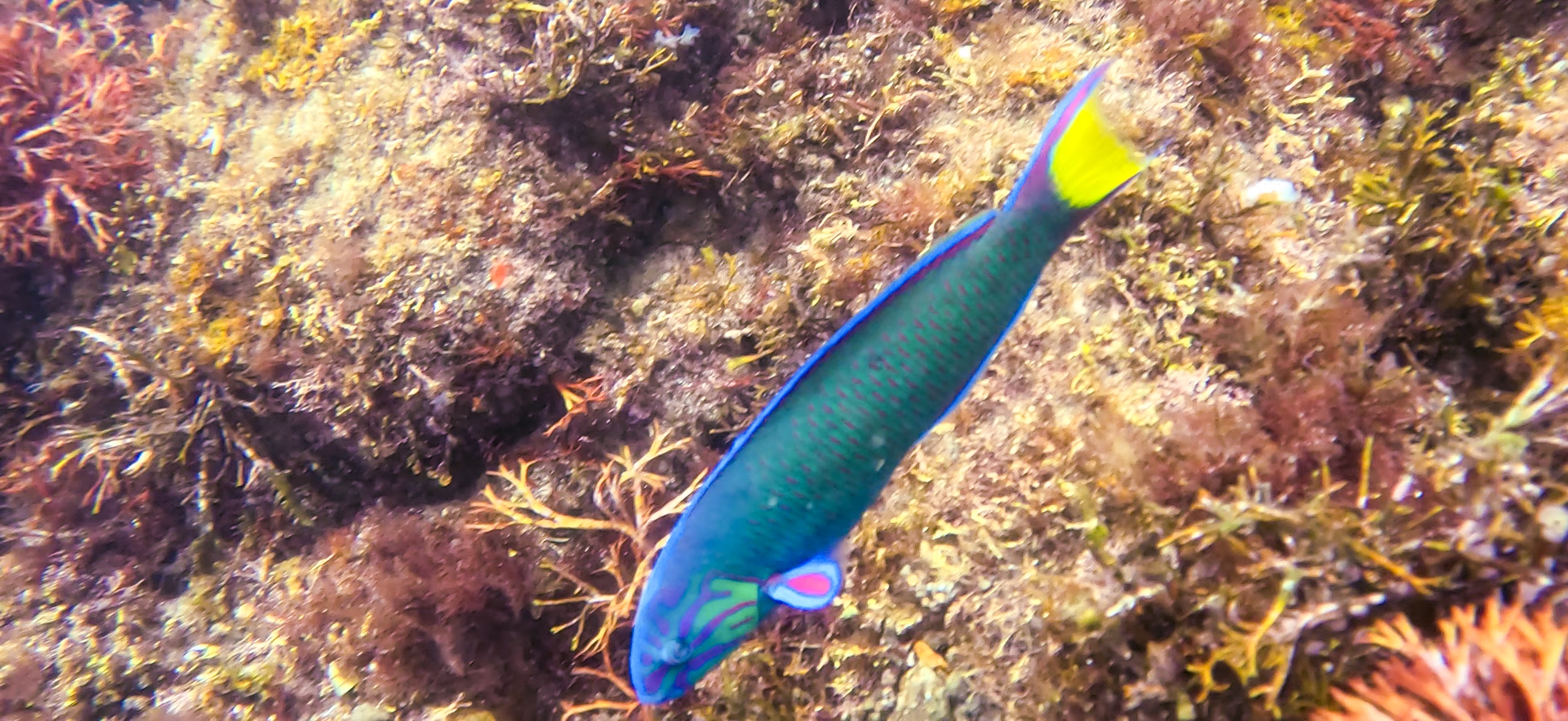オトメベラ 獅子浜 ( Shishihama ) 20250706